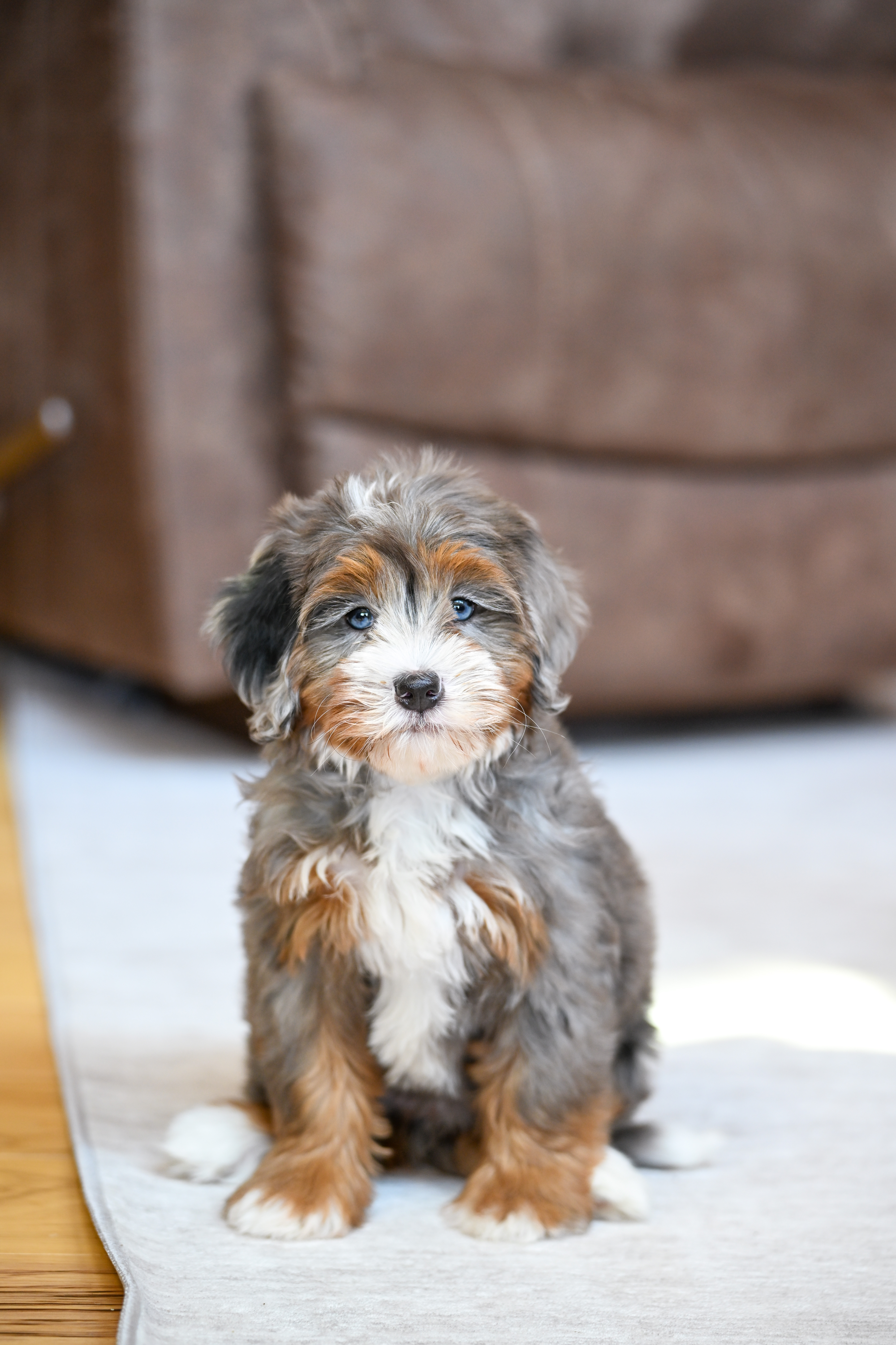 Ariel, Merle Tri Colored, girl, Mini Bernedoodle, puppy at Down Home Doodle
