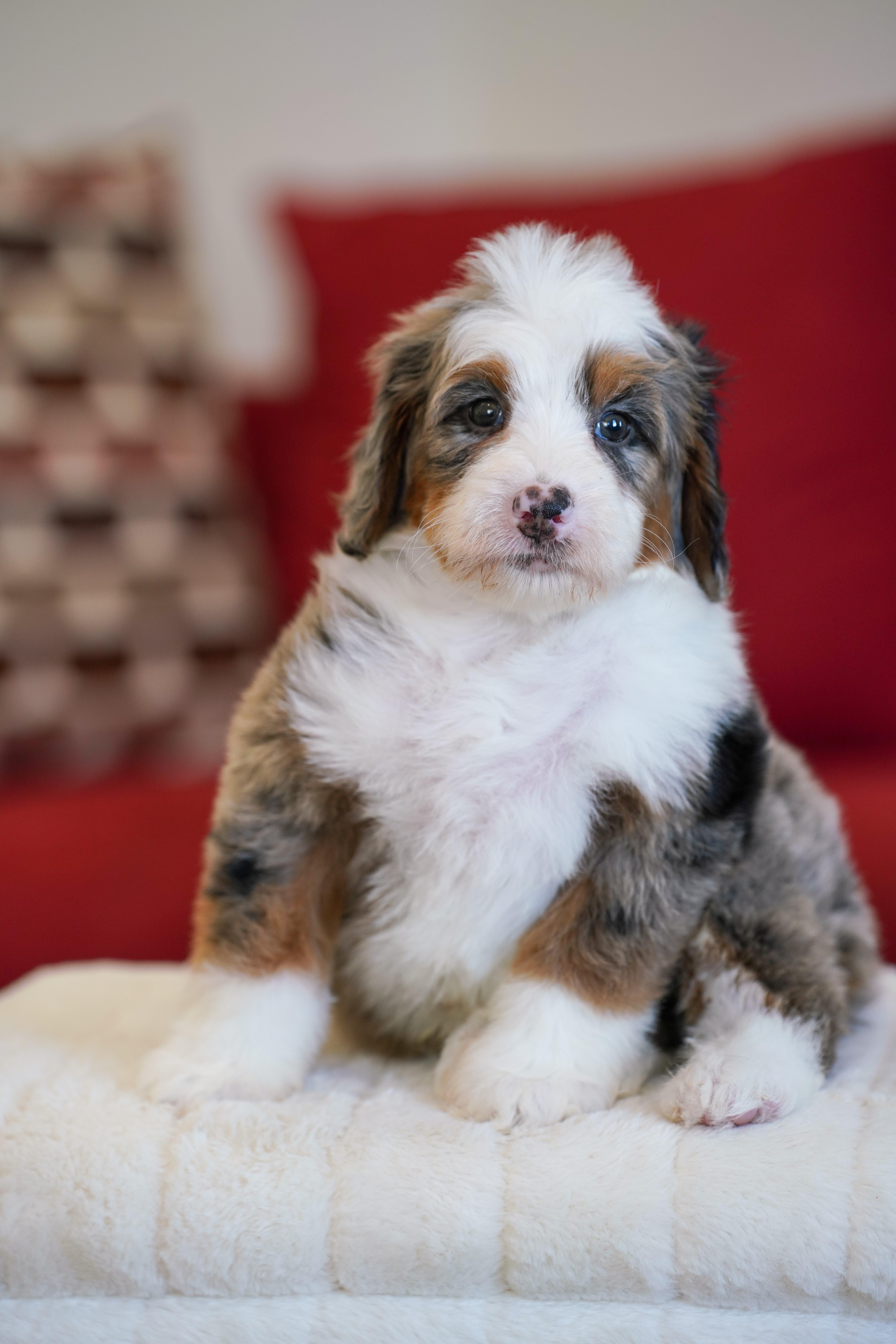 Bernie, Merle Tri Colored, boy, Mini Bernedoodle, puppy at Down Home Doodle