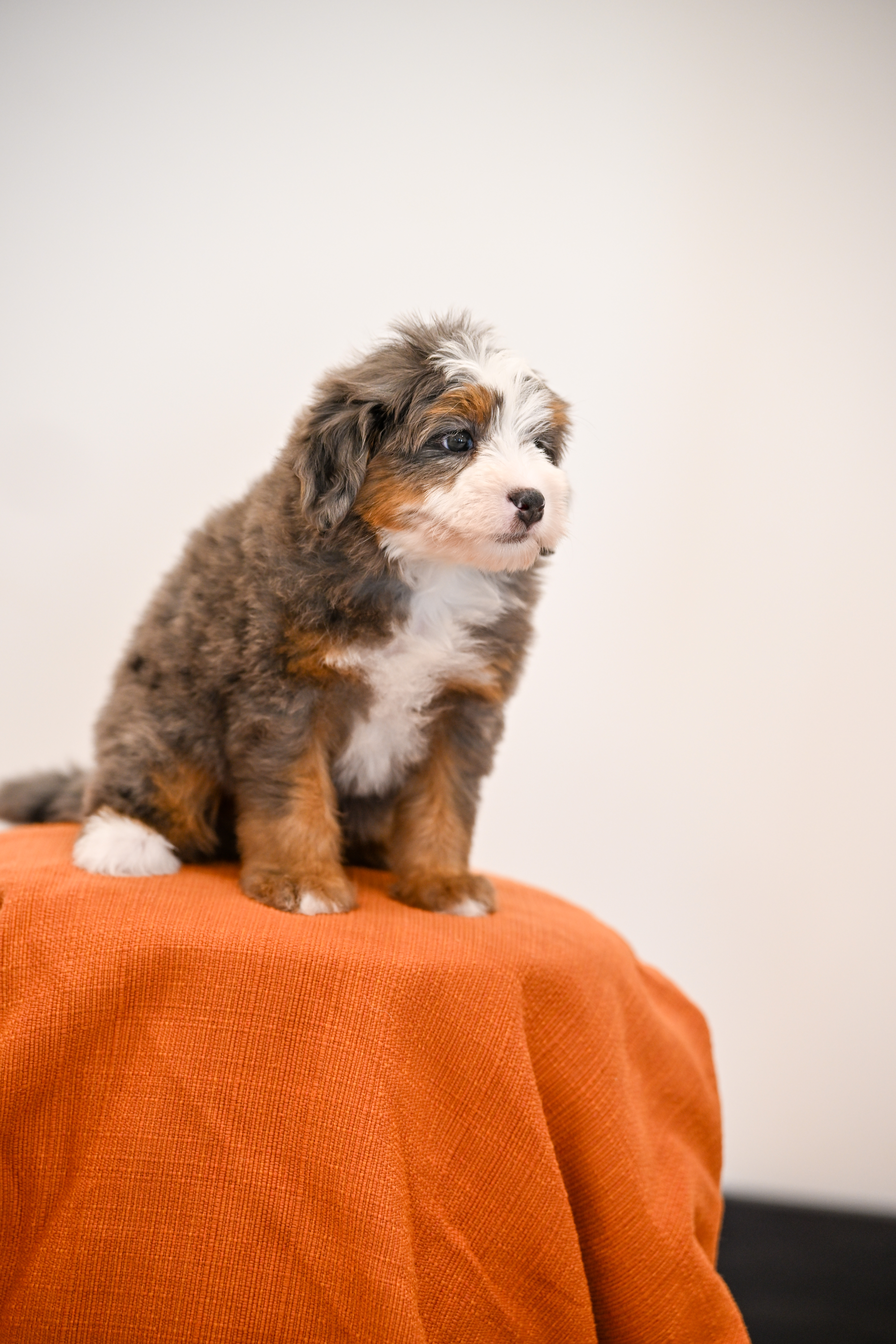 Melrose, Merle Tri Colored, boy, Mini Bernedoodle, puppy at Down Home Doodle