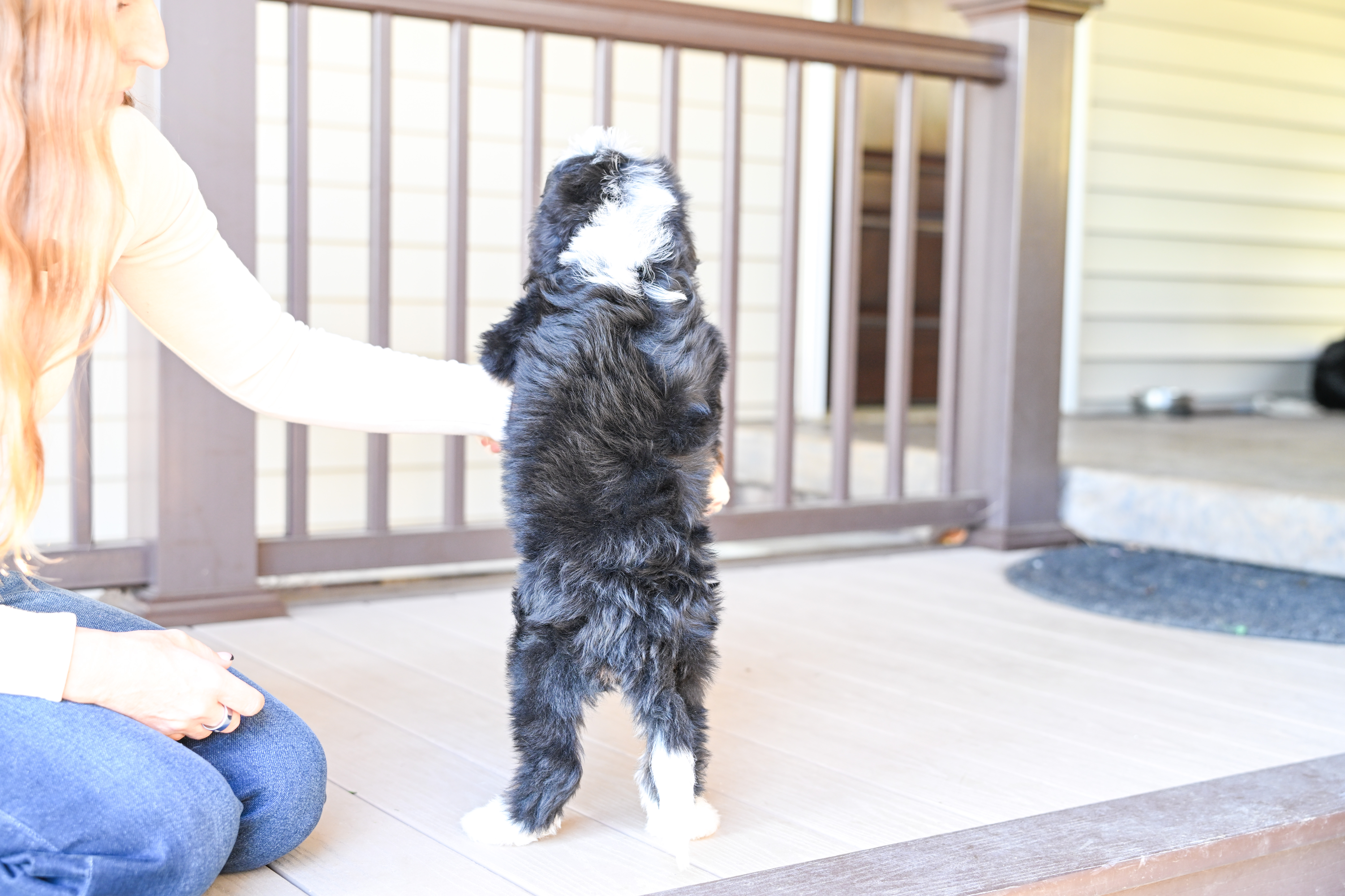 Hillary, Tri Colored, girl, Mini Bernedoodle, puppy at Down Home Doodle