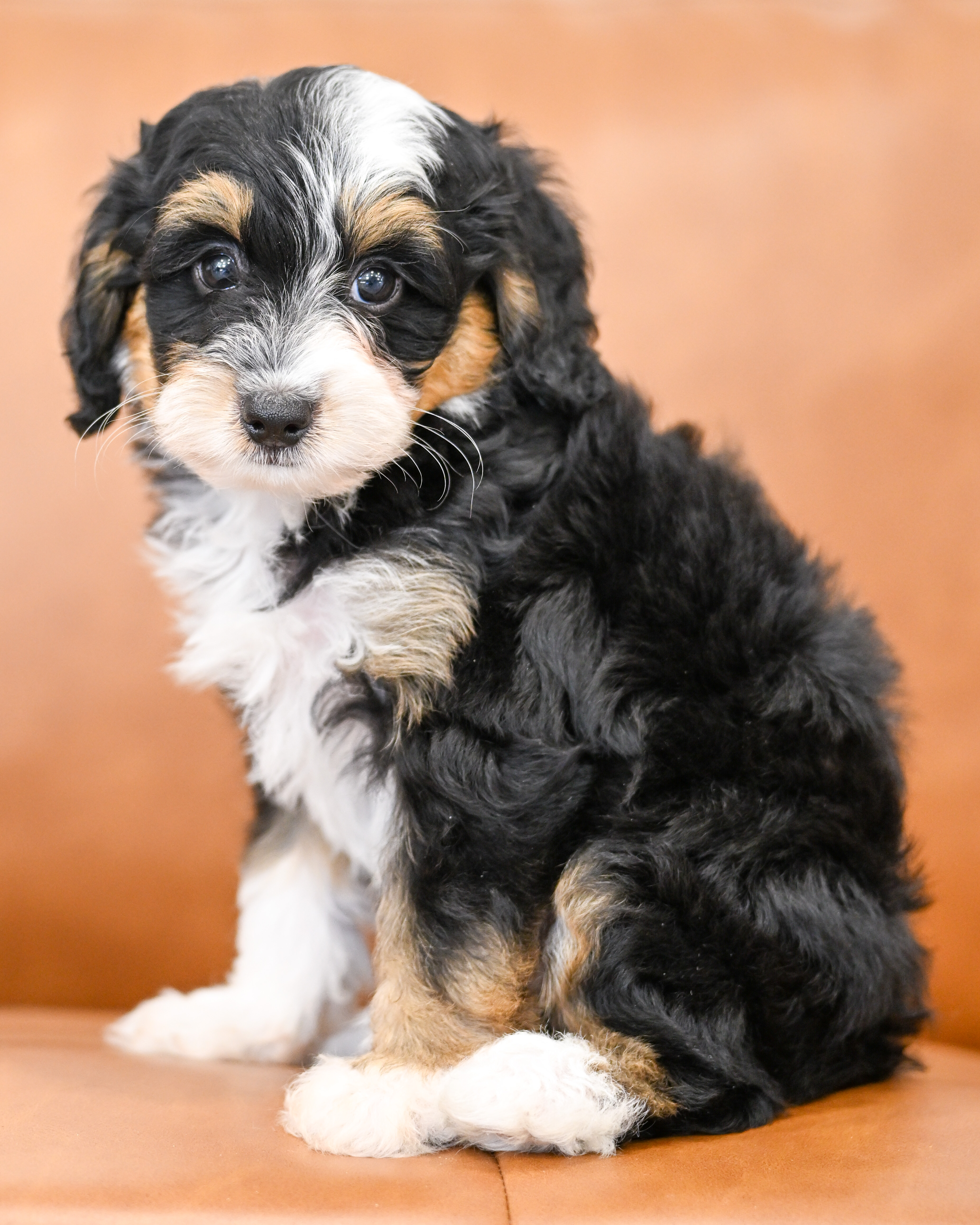 Sylvie, Tri Colored, girl, Micro Bernedoodle, puppy at Down Home Doodle
