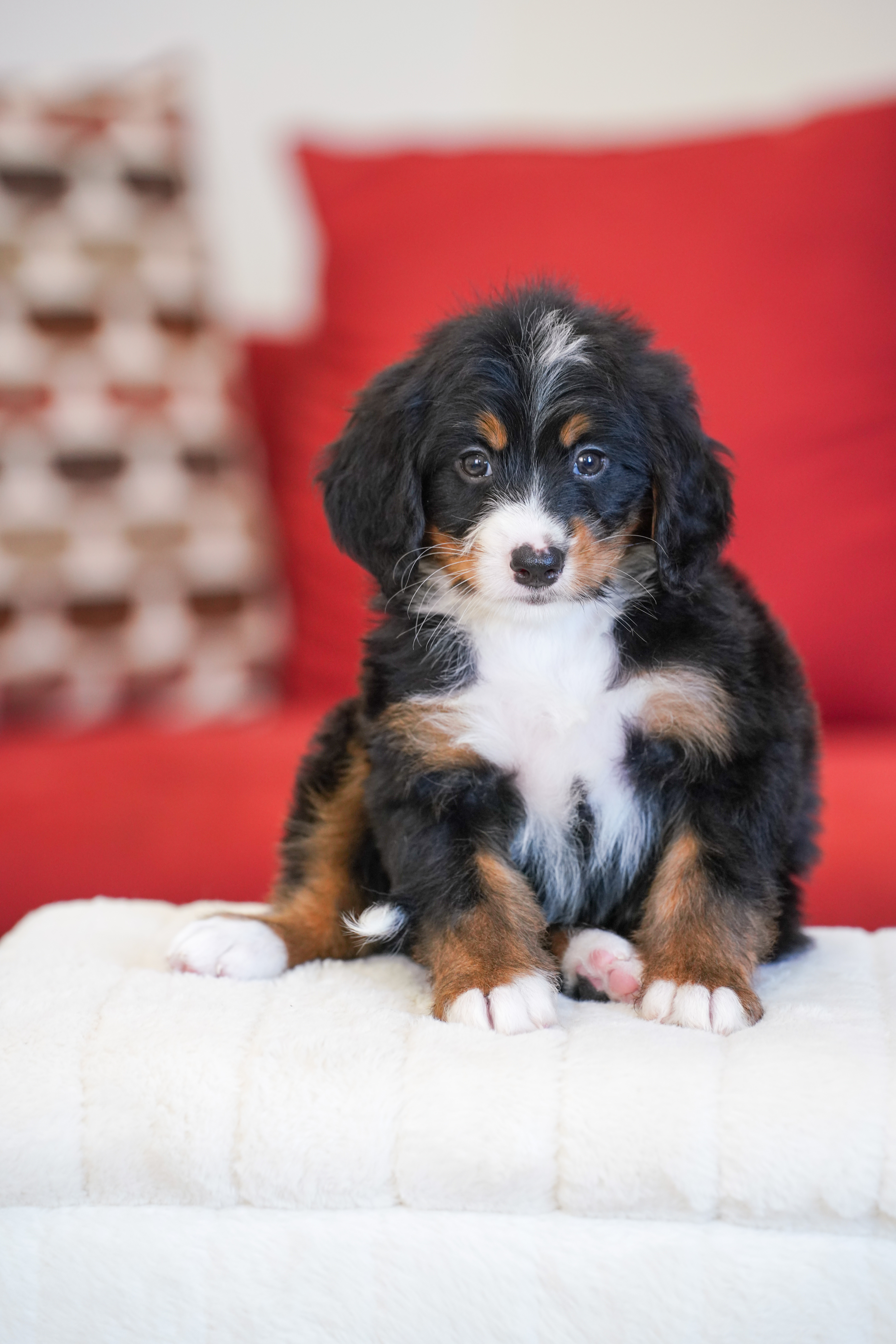 Michelle, Tri Colored, girl, Mini Bernedoodle, puppy at Down Home Doodle
