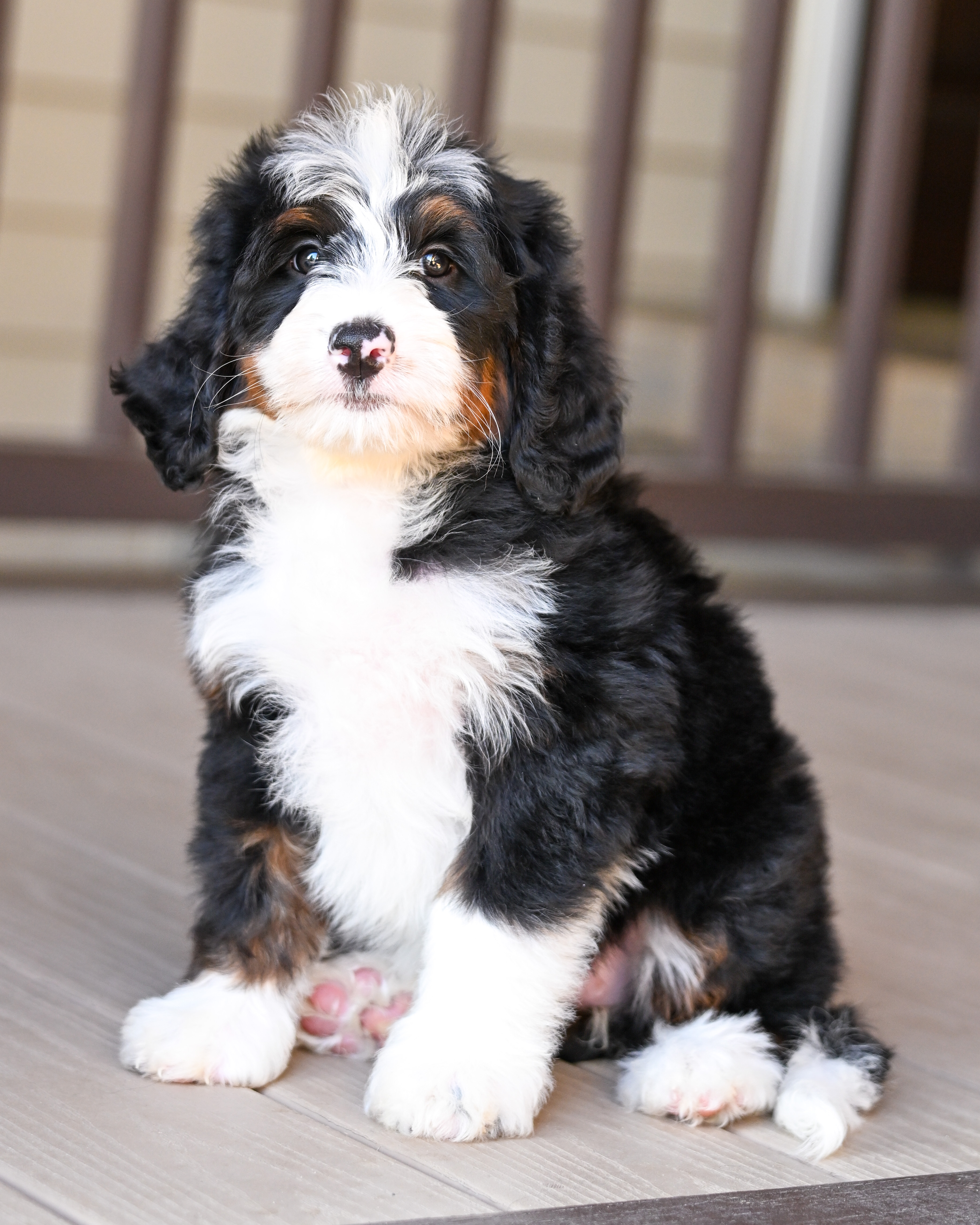 Hillary, Tri Colored, girl, Mini Bernedoodle, puppy at Down Home Doodle