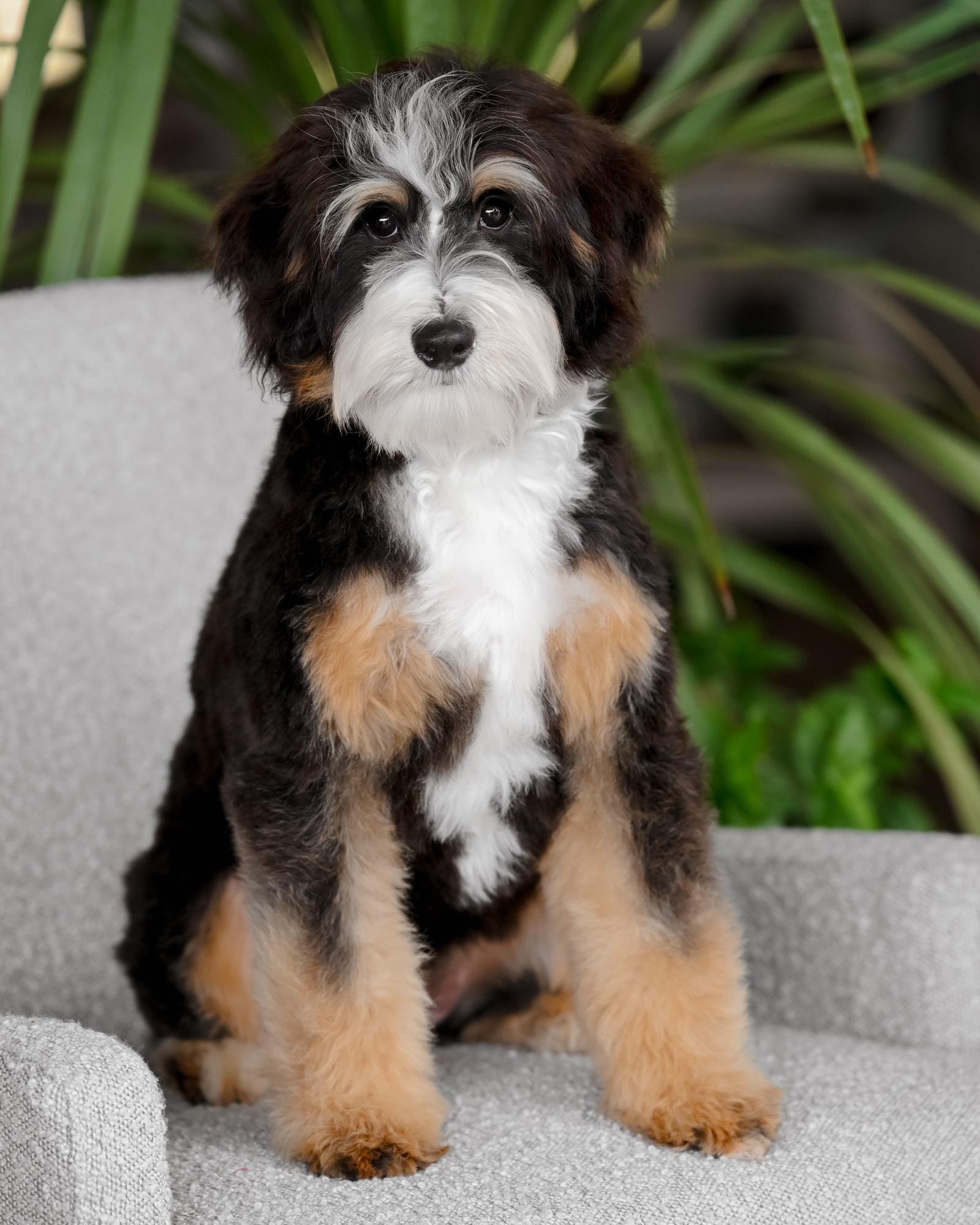 Bindi, photo 7