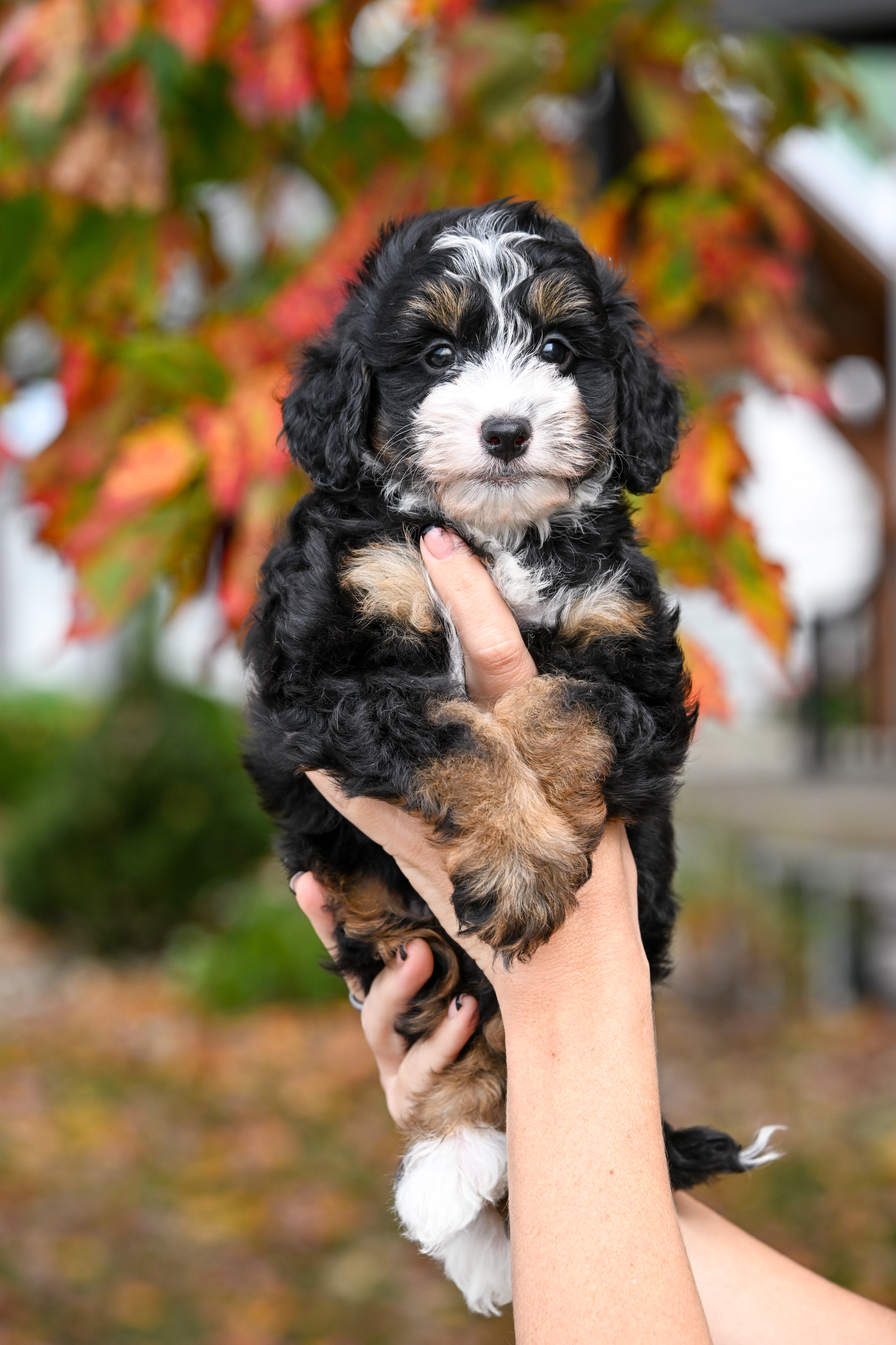 Tubi, Tri Colored Micro Bernedoodle puppy