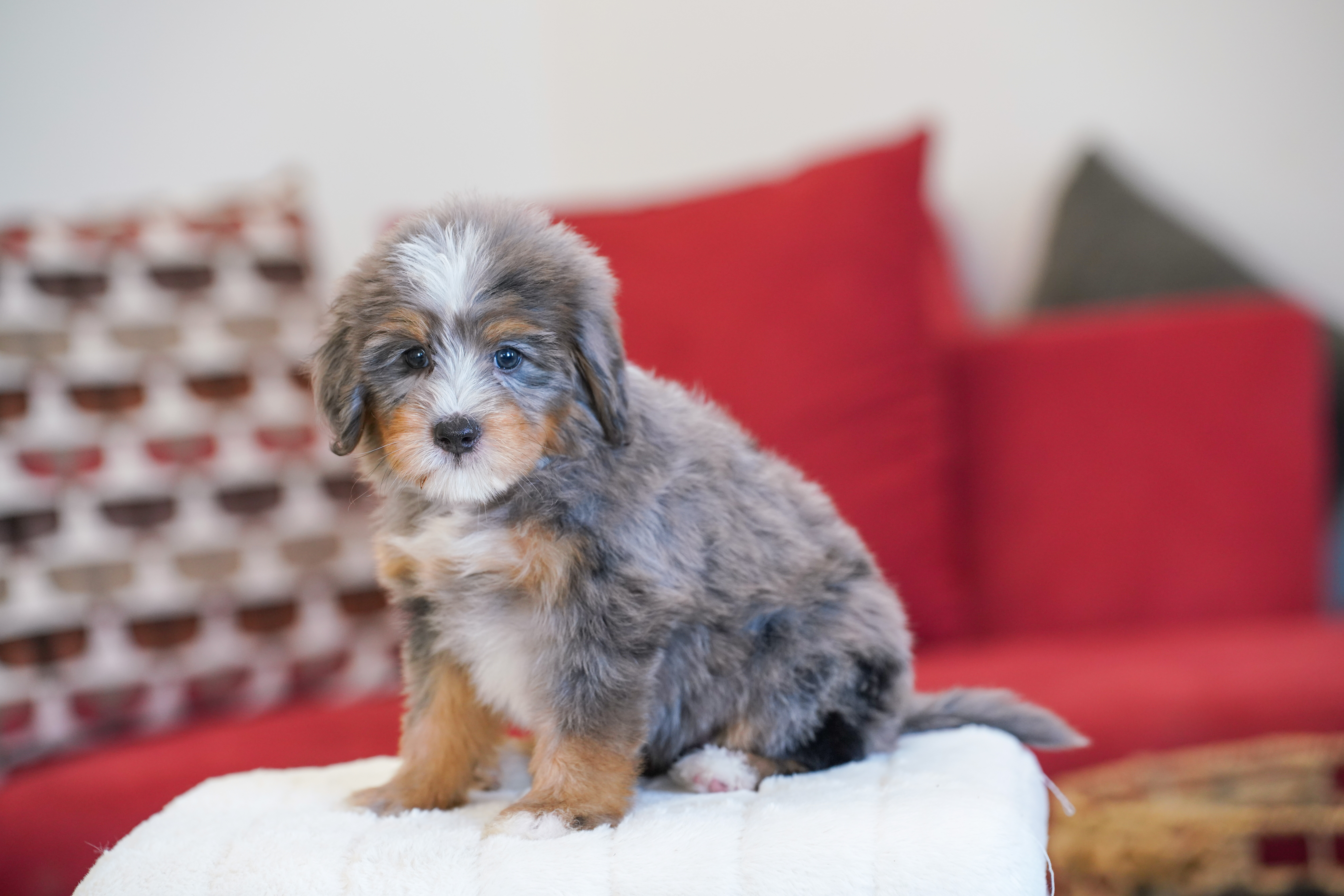 Kamala, Merle Tri Colored, girl, Mini Bernedoodle, puppy at Down Home Doodle