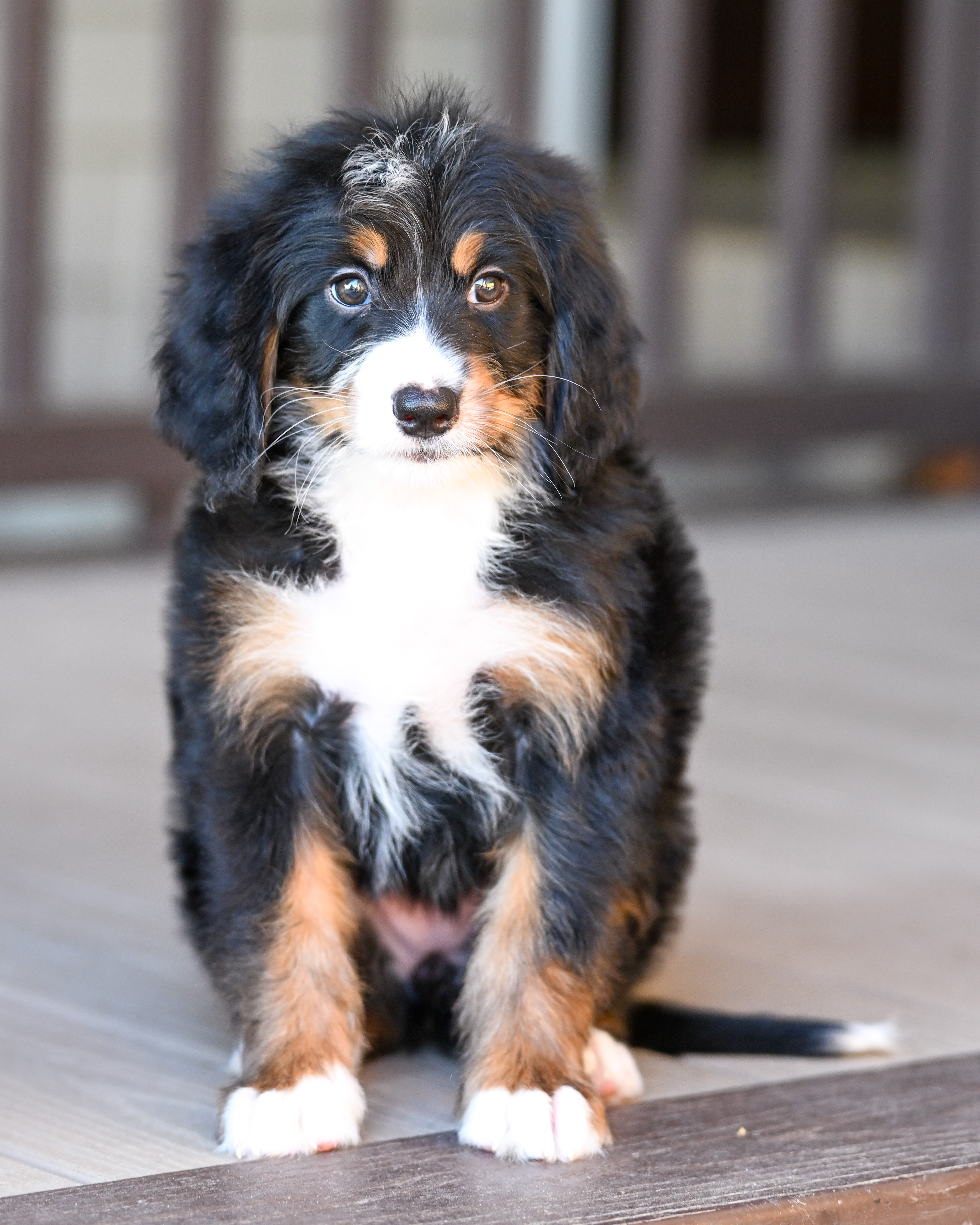 Michelle, Tri Colored, girl, Mini Bernedoodle, puppy at Down Home Doodle