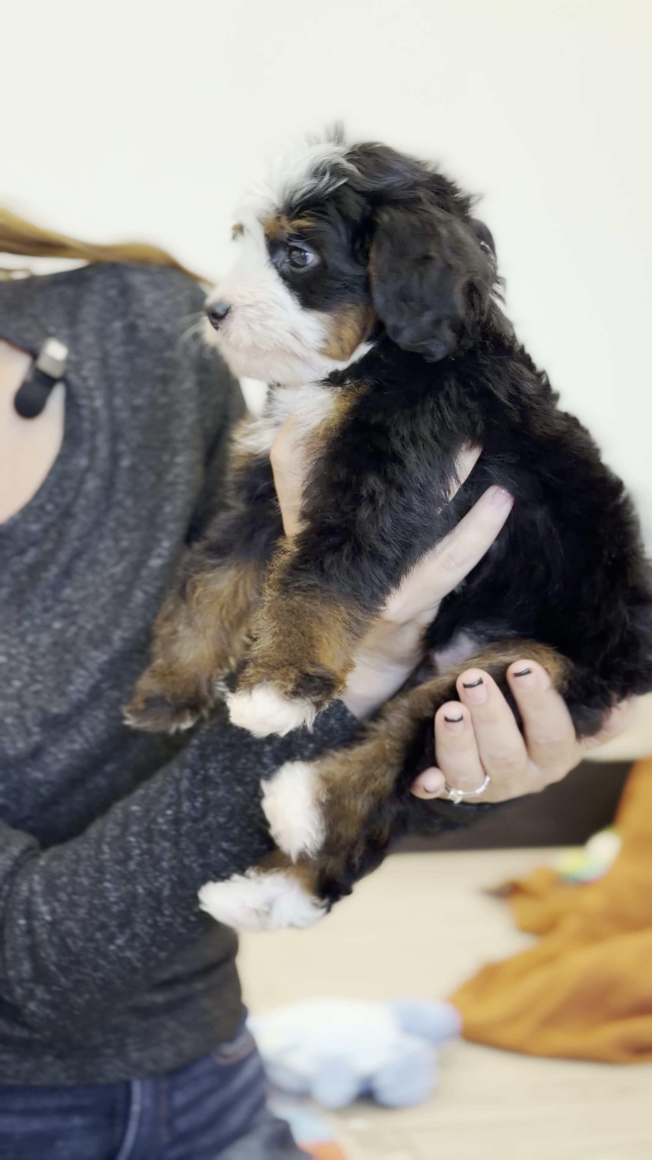 Burbank, Tri Colored, boy, Mini Bernedoodle, puppy at Down Home Doodle