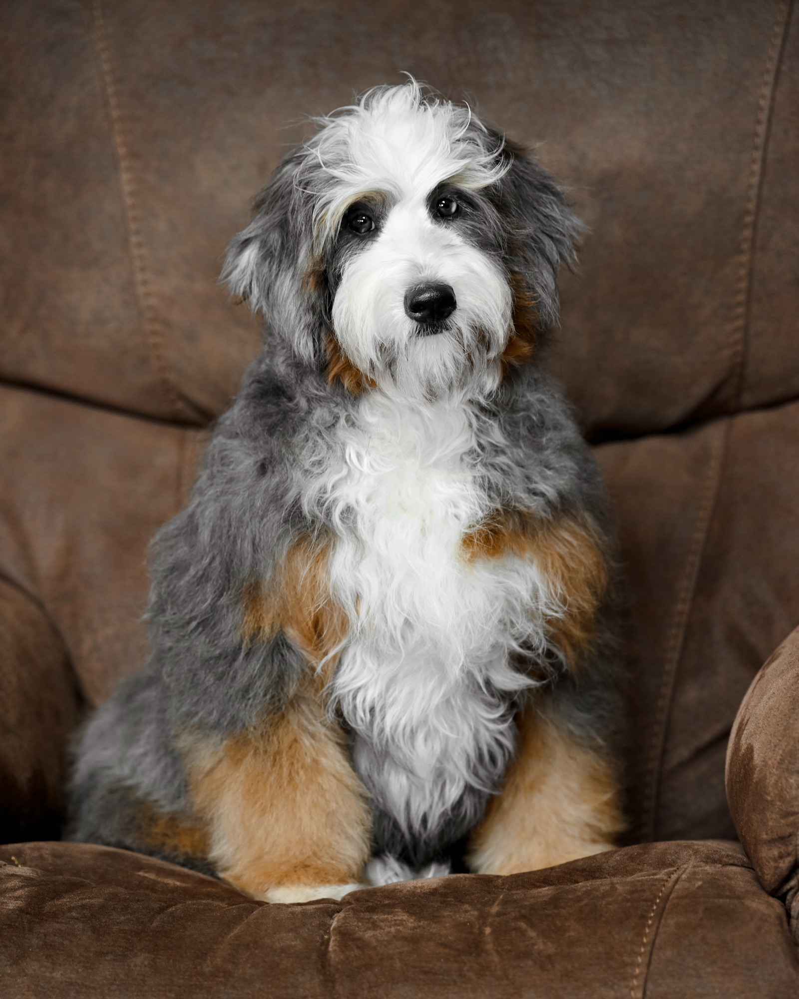 Our gorgeous 26-pound Blue Merle Mini Bernedoodle mom with a compact build, a luxurious wavy coat, and an irresistible teddy