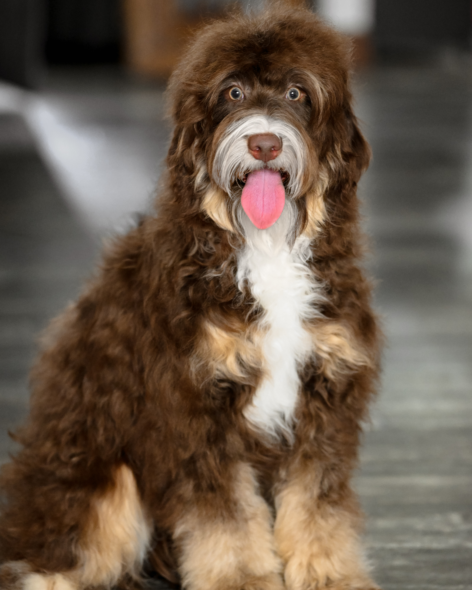 Our classic 25-pound Chocolate Tri Mini Bernedoodle mom with balanced conformation, an exceptionally soft, wavy coat, and an