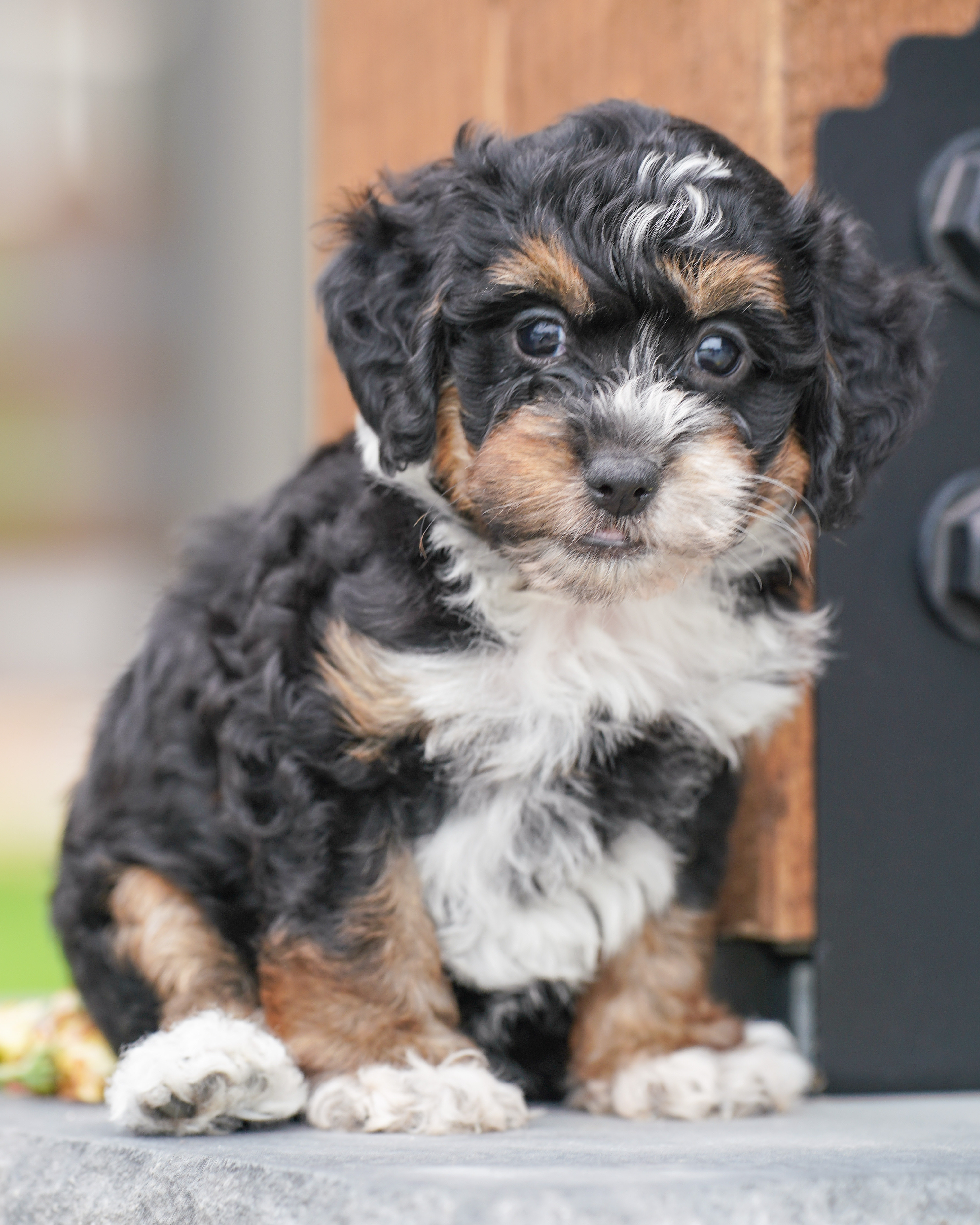Peony, Tri Colored, girl, Micro Bernedoodle, puppy at Down Home Doodle
