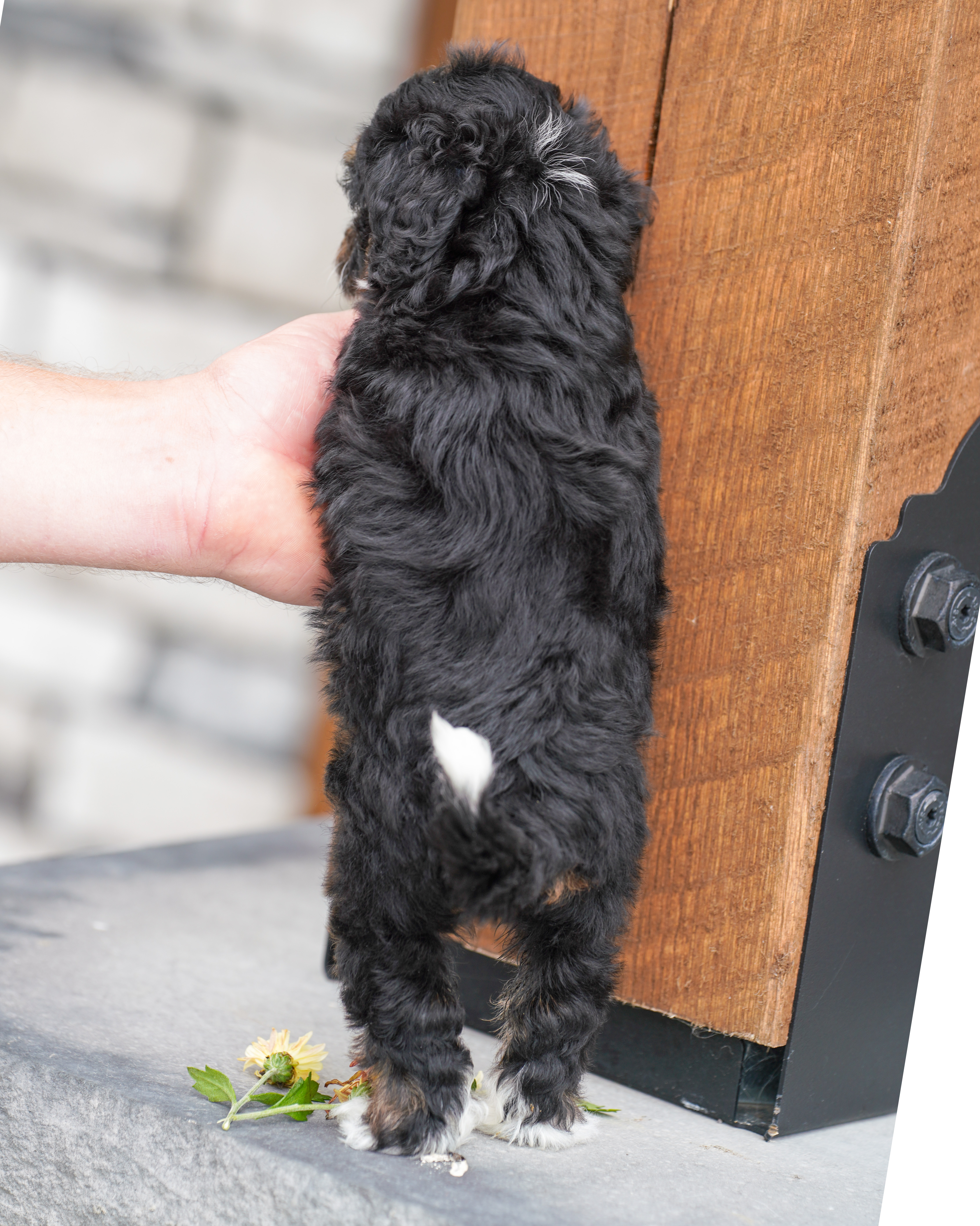 Flora, Tri Colored, girl, Micro Bernedoodle, puppy at Down Home Doodle