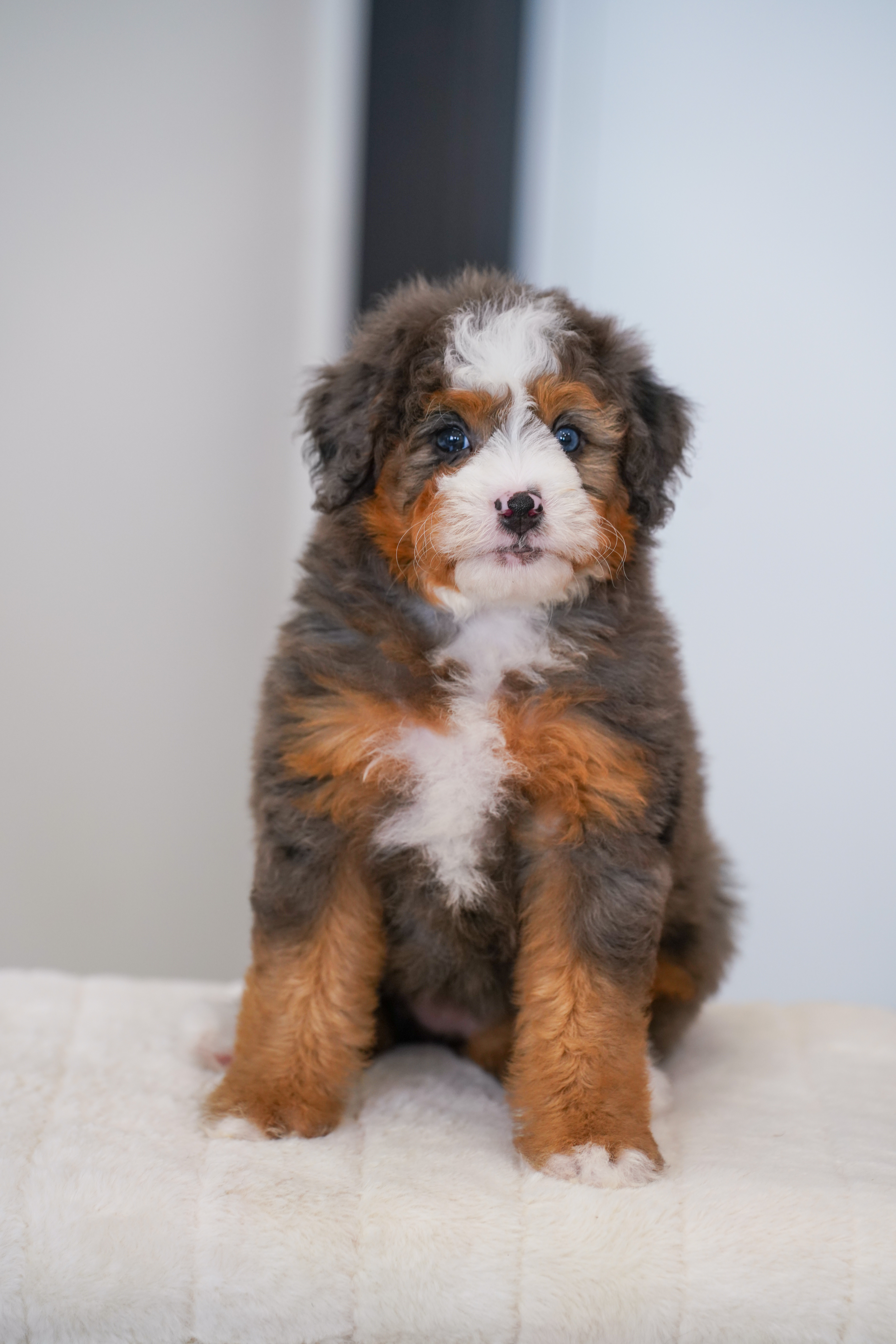 Bambi, Merle Tri Colored, girl, Mini Bernedoodle, puppy at Down Home Doodle