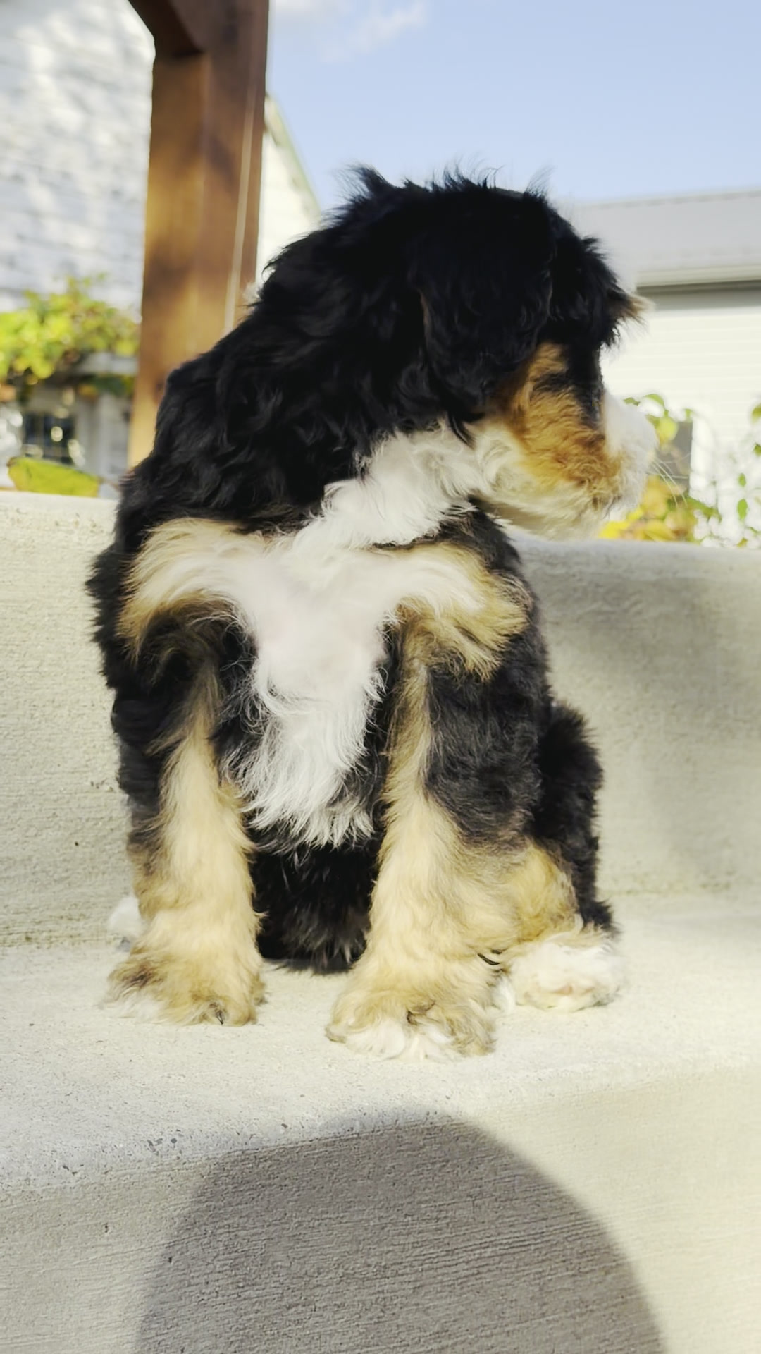 Montana, Tri Colored Mini Bernedoodle puppy