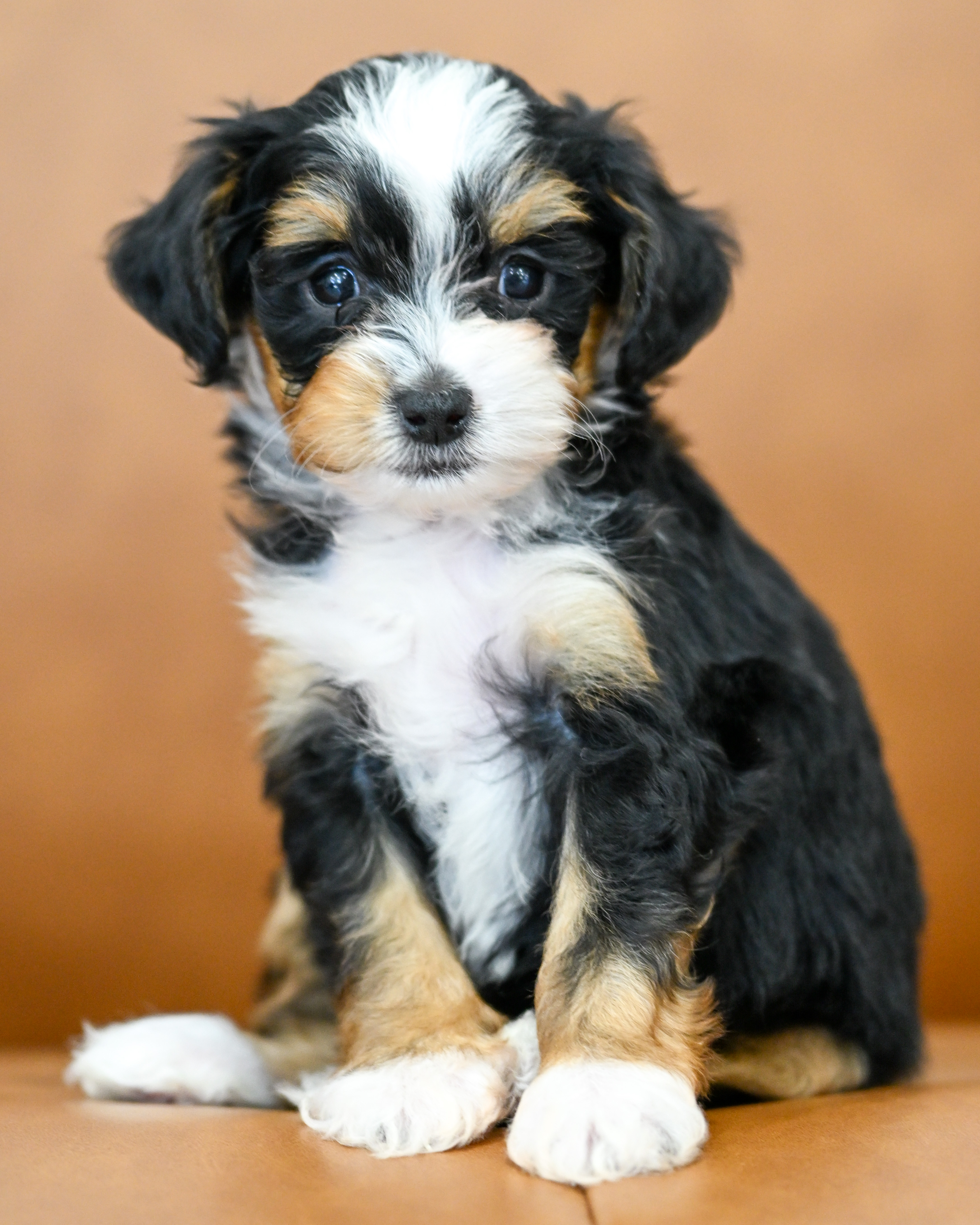Marnie, Tri Colored, girl, Micro Bernedoodle, puppy at Down Home Doodle