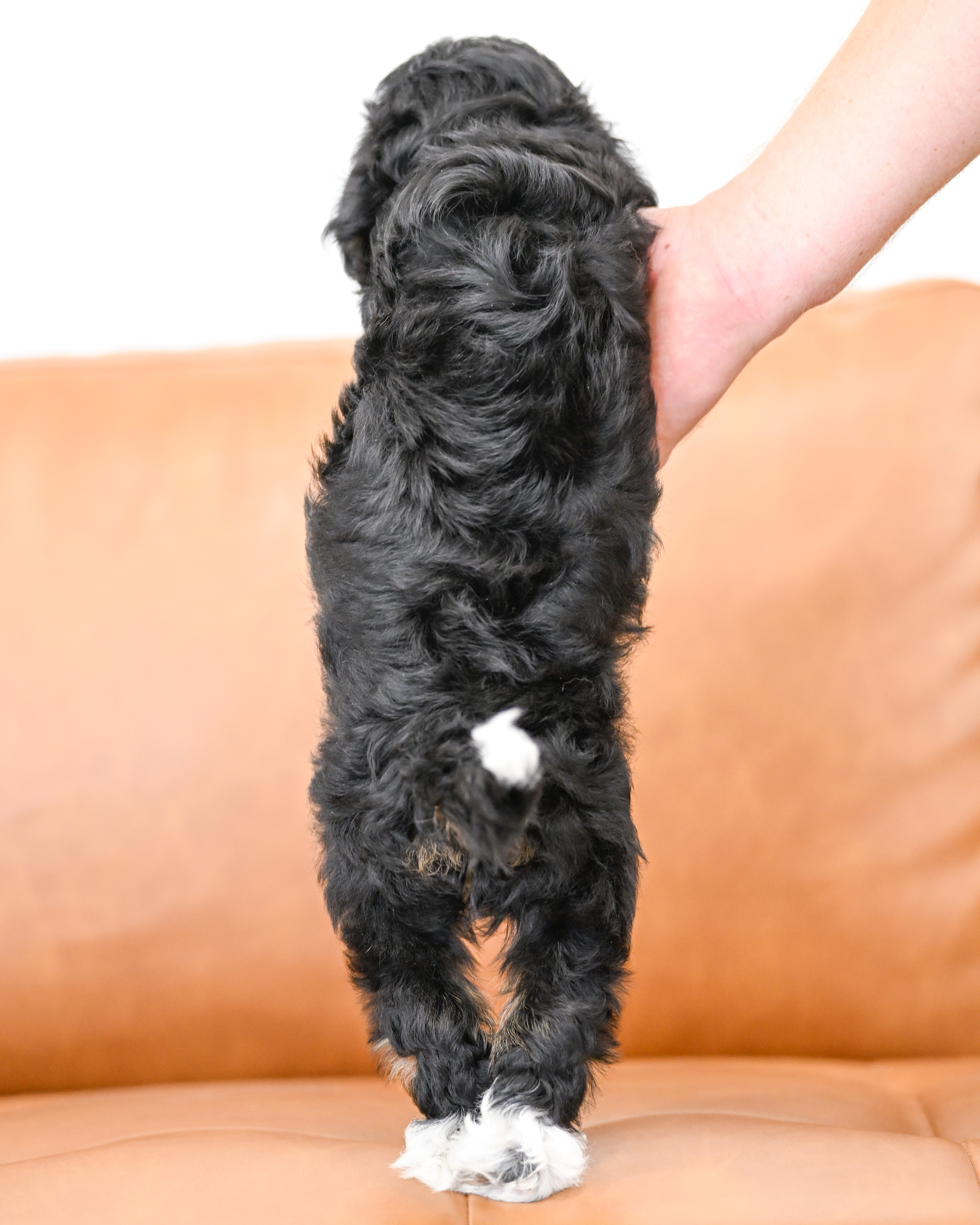 Odette, Tri Colored, girl, Micro Bernedoodle, puppy at Down Home Doodle