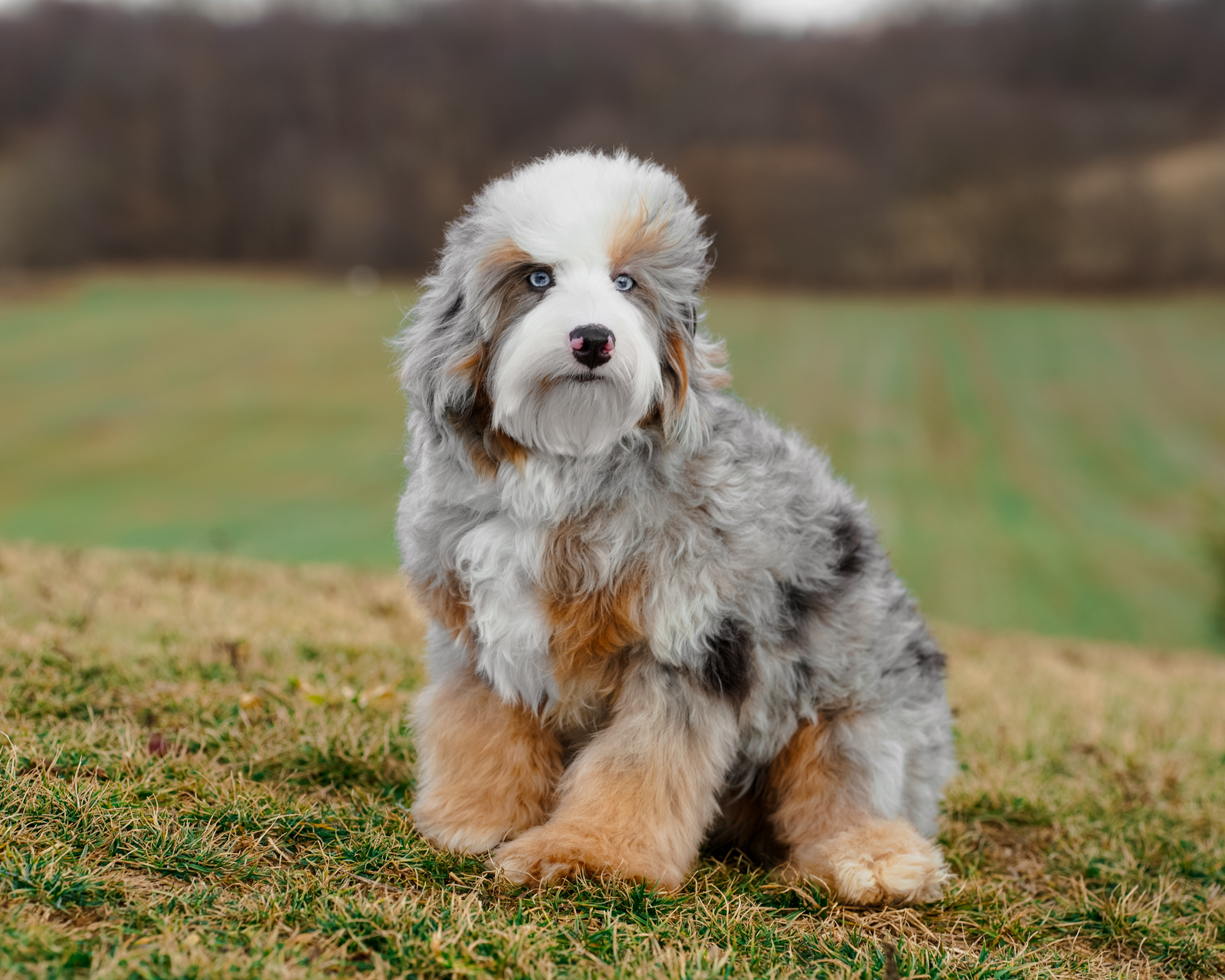 Blue Merle Tri Micro Bernedoodle mom, 23 lbs
