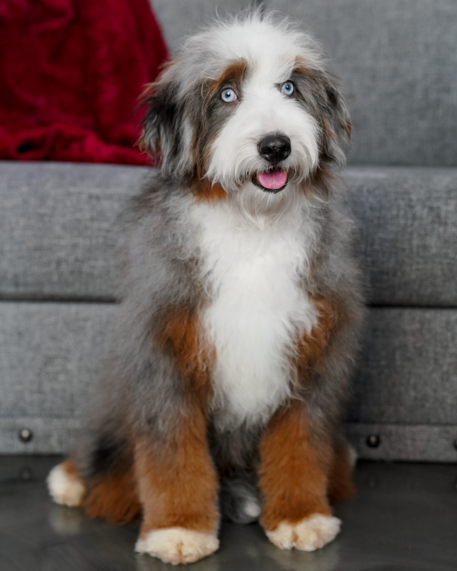 Our gorgeous 28-pound Mini Bernedoodle mom with high-contrast coloring, vibrant tan points, and a bright, studious