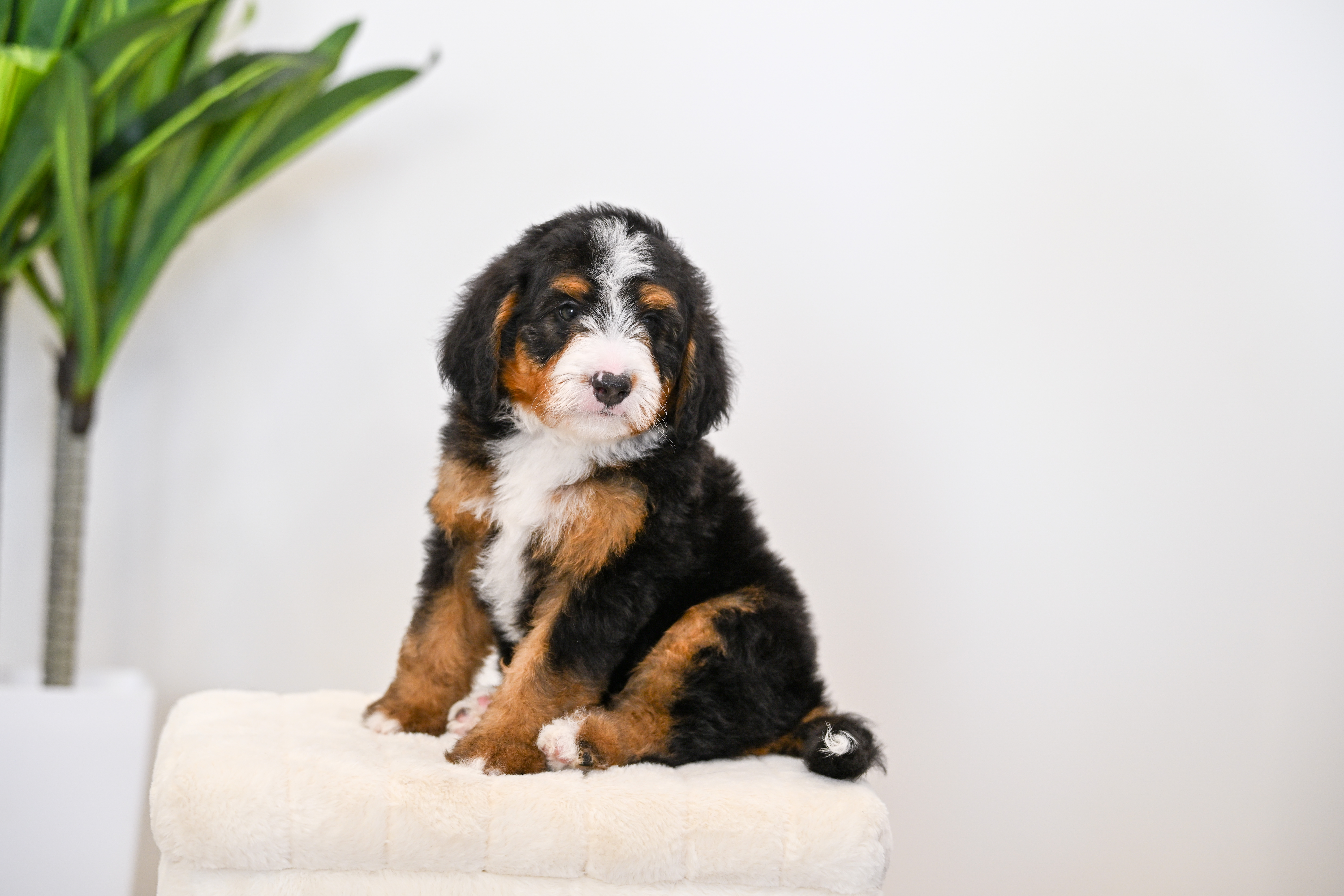 Cheeto, Tri Colored, boy, Mini Bernedoodle, puppy at Down Home Doodle
