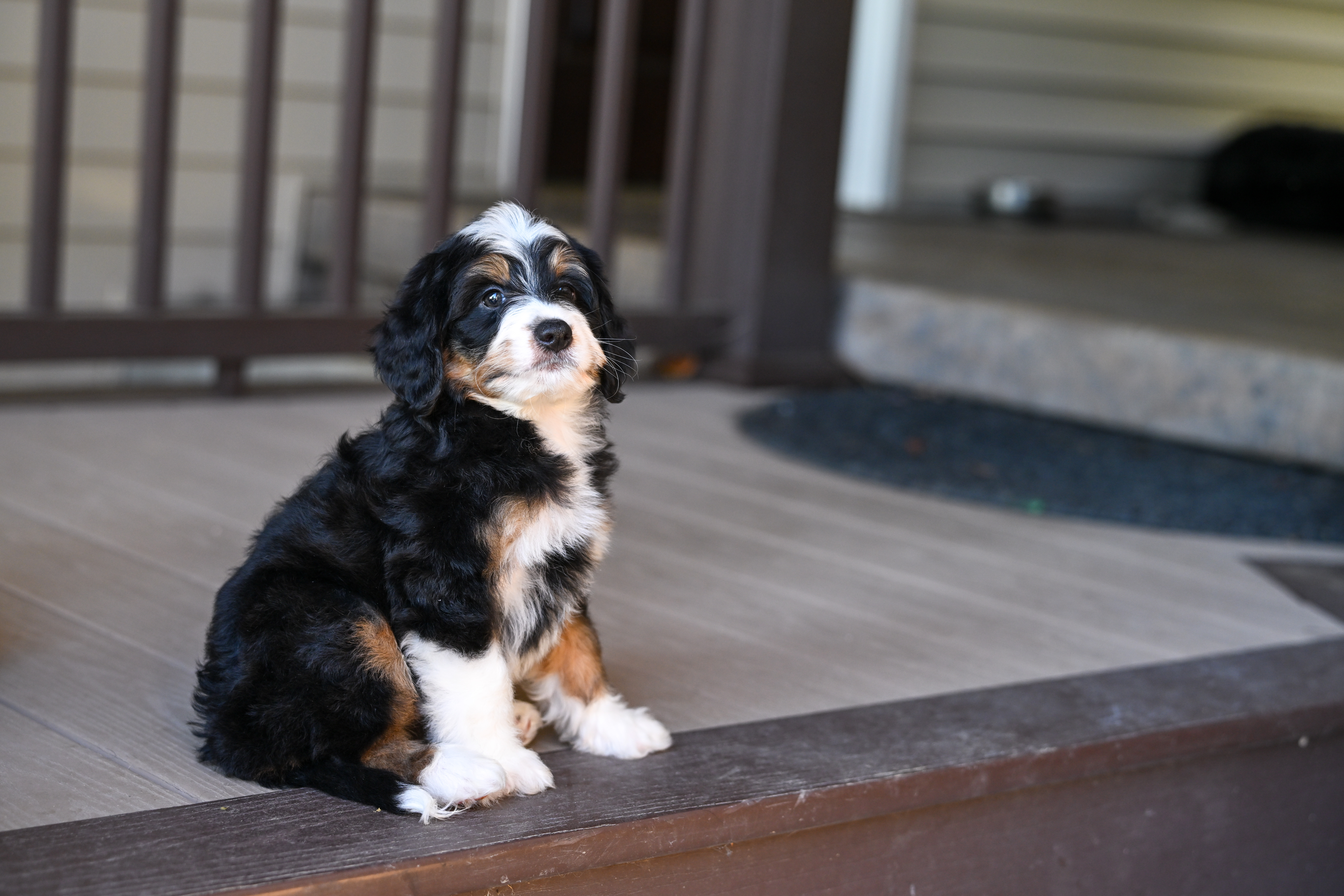 Harris, Tri Colored, boy, Mini Bernedoodle, puppy at Down Home Doodle