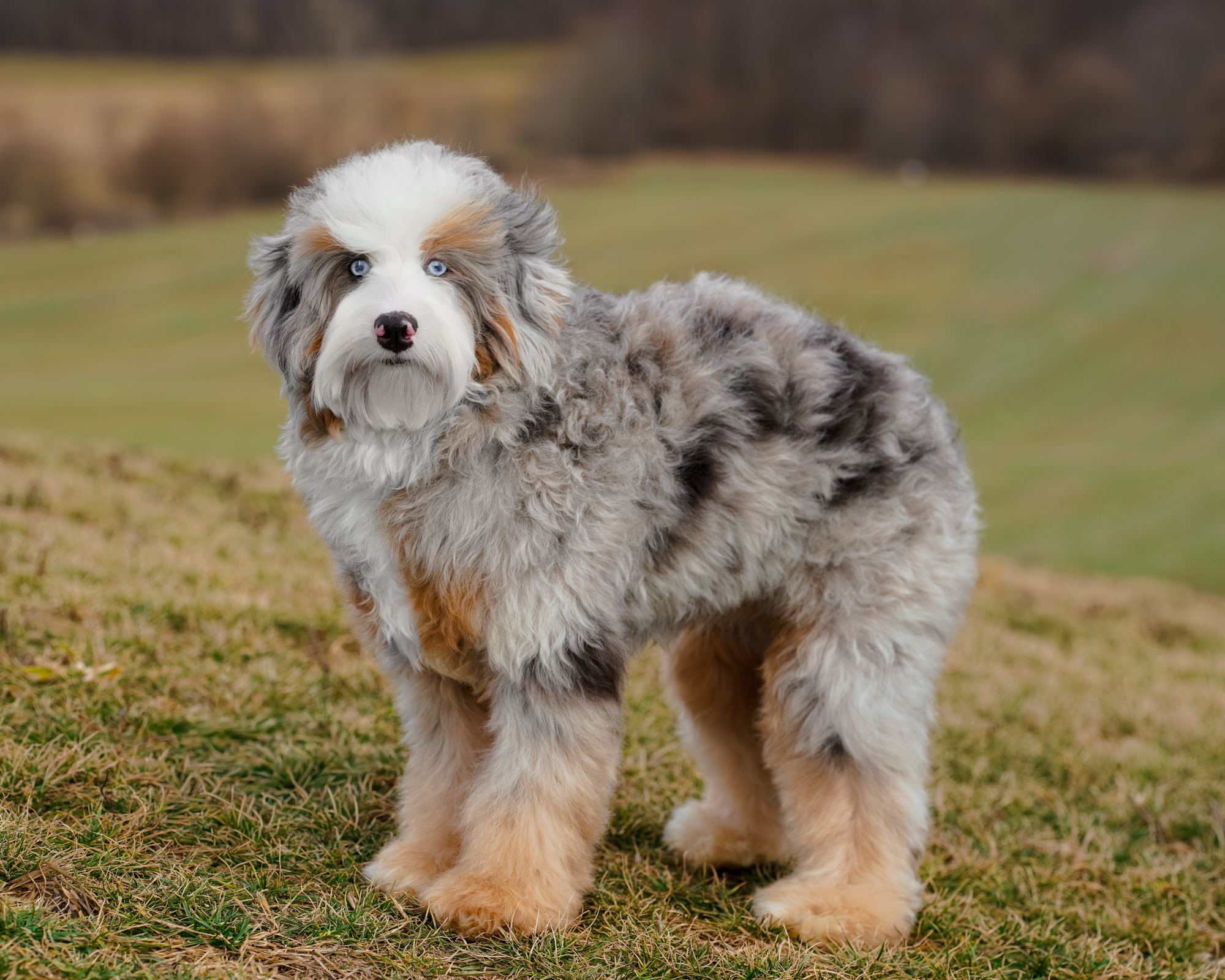 Darcy, photo 4