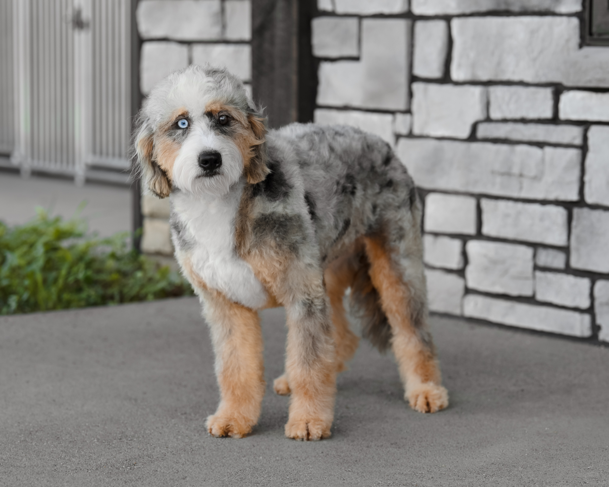 Mallory, Bernedoodle mom at Down Home Doodle