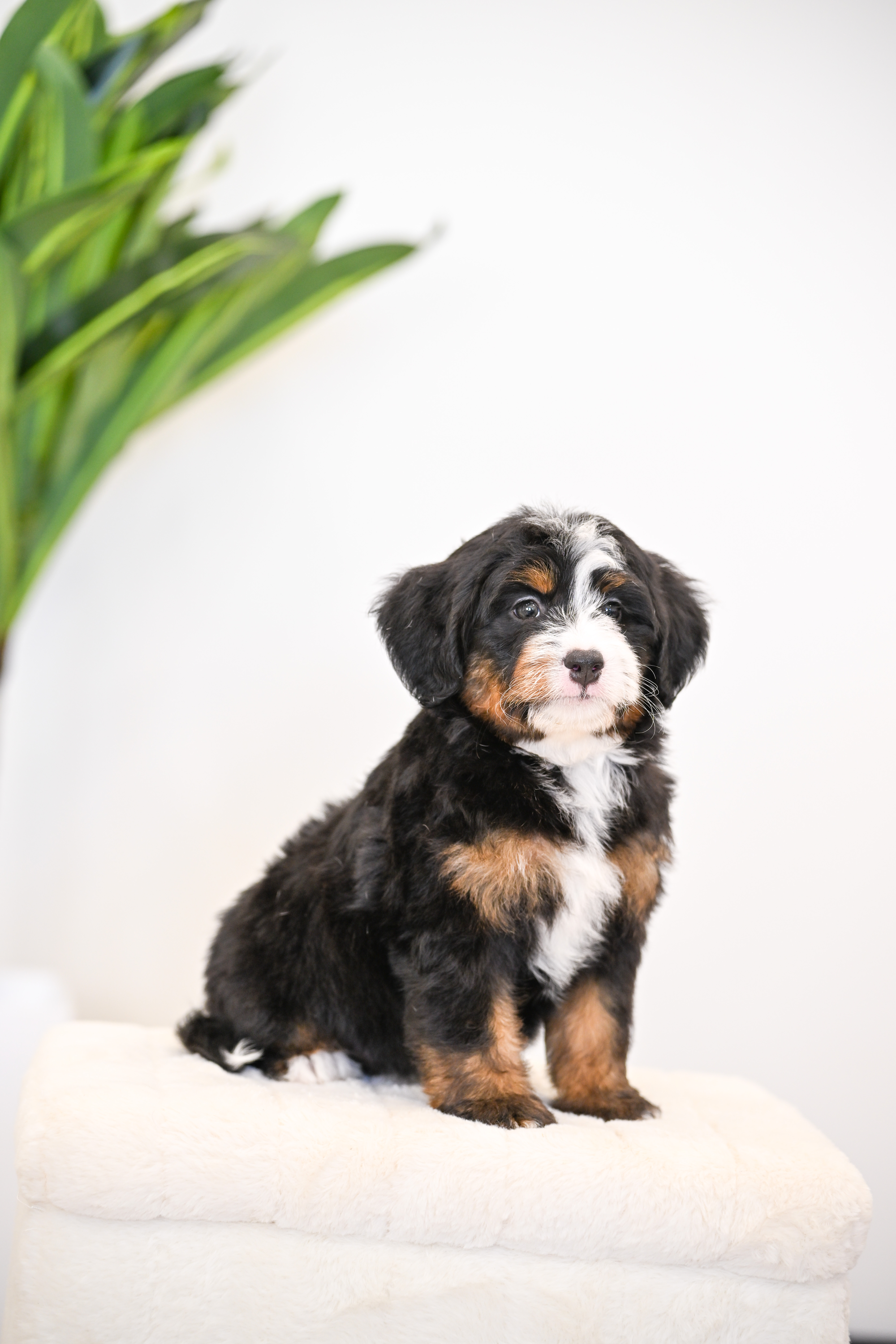 Goldie, Tri Colored, girl, Mini Bernedoodle, puppy at Down Home Doodle