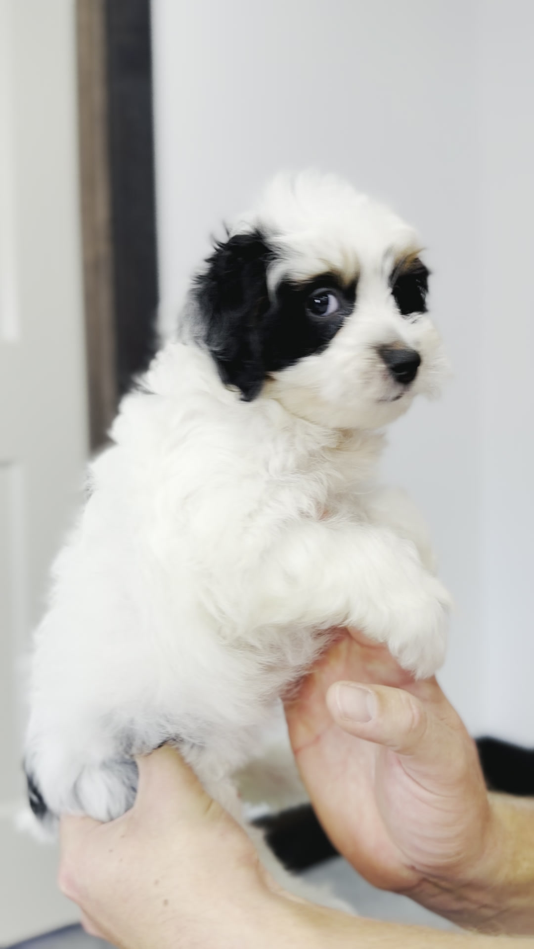 Maple, Tri Parti Micro Bernedoodle puppy