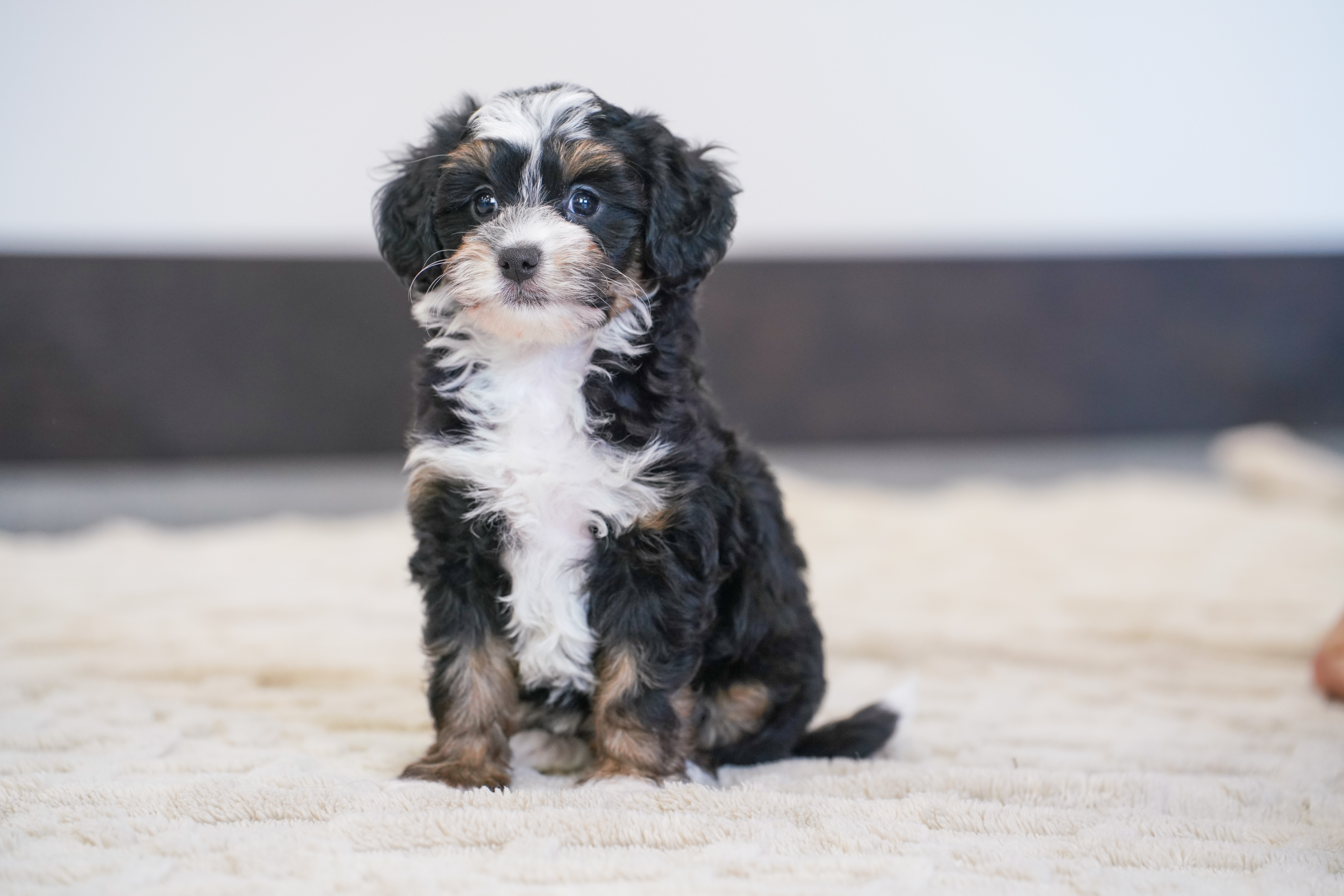 Coco, Tri Colored Micro Bernedoodle puppy