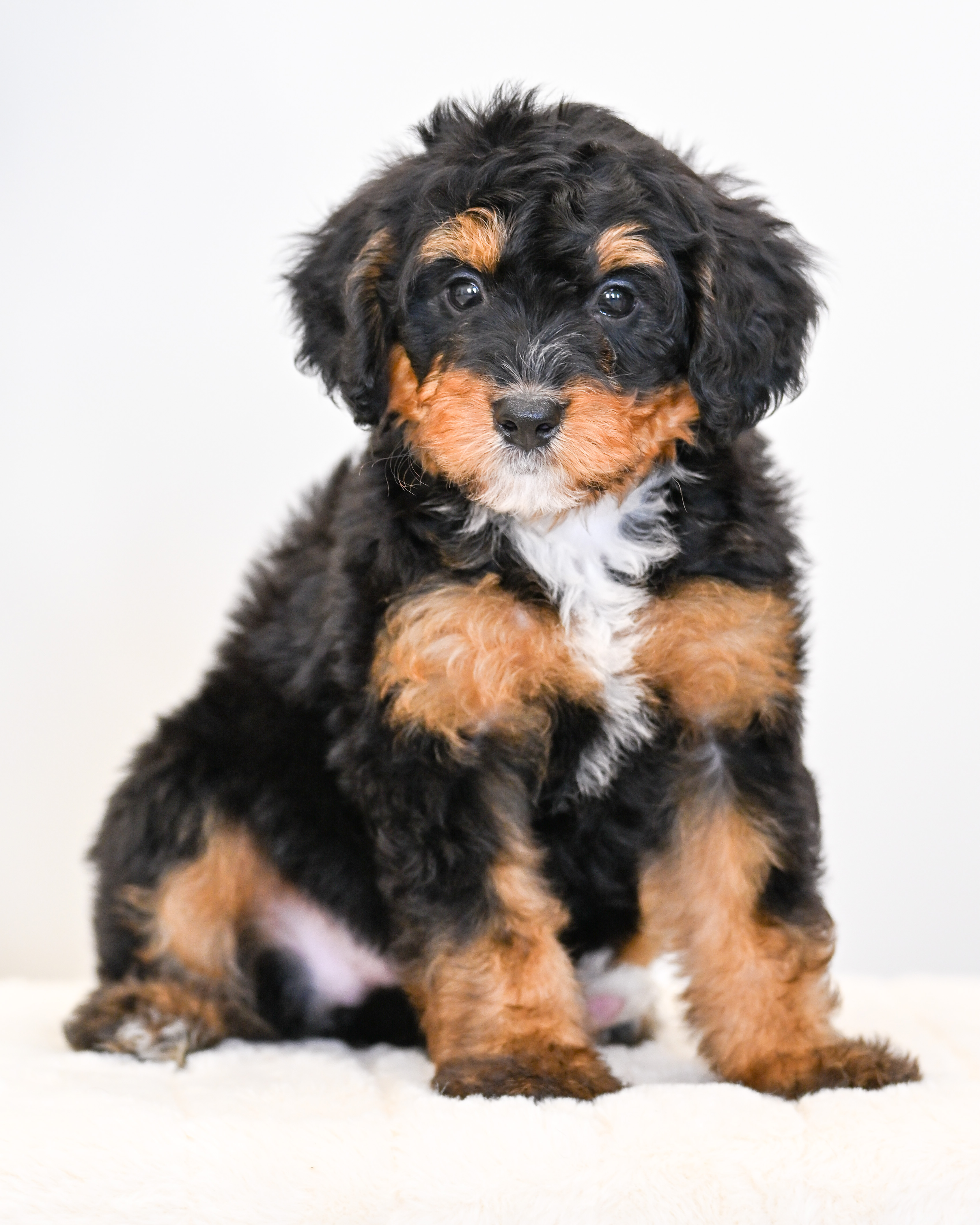 Ruffles, Tri Colored, girl, Mini Bernedoodle, puppy at Down Home Doodle