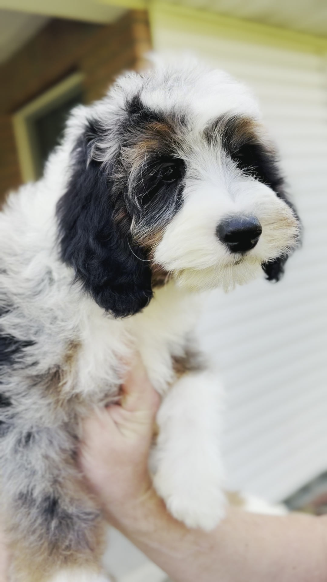 Tracker, Merle Tri Colored Mini Bernedoodle puppy