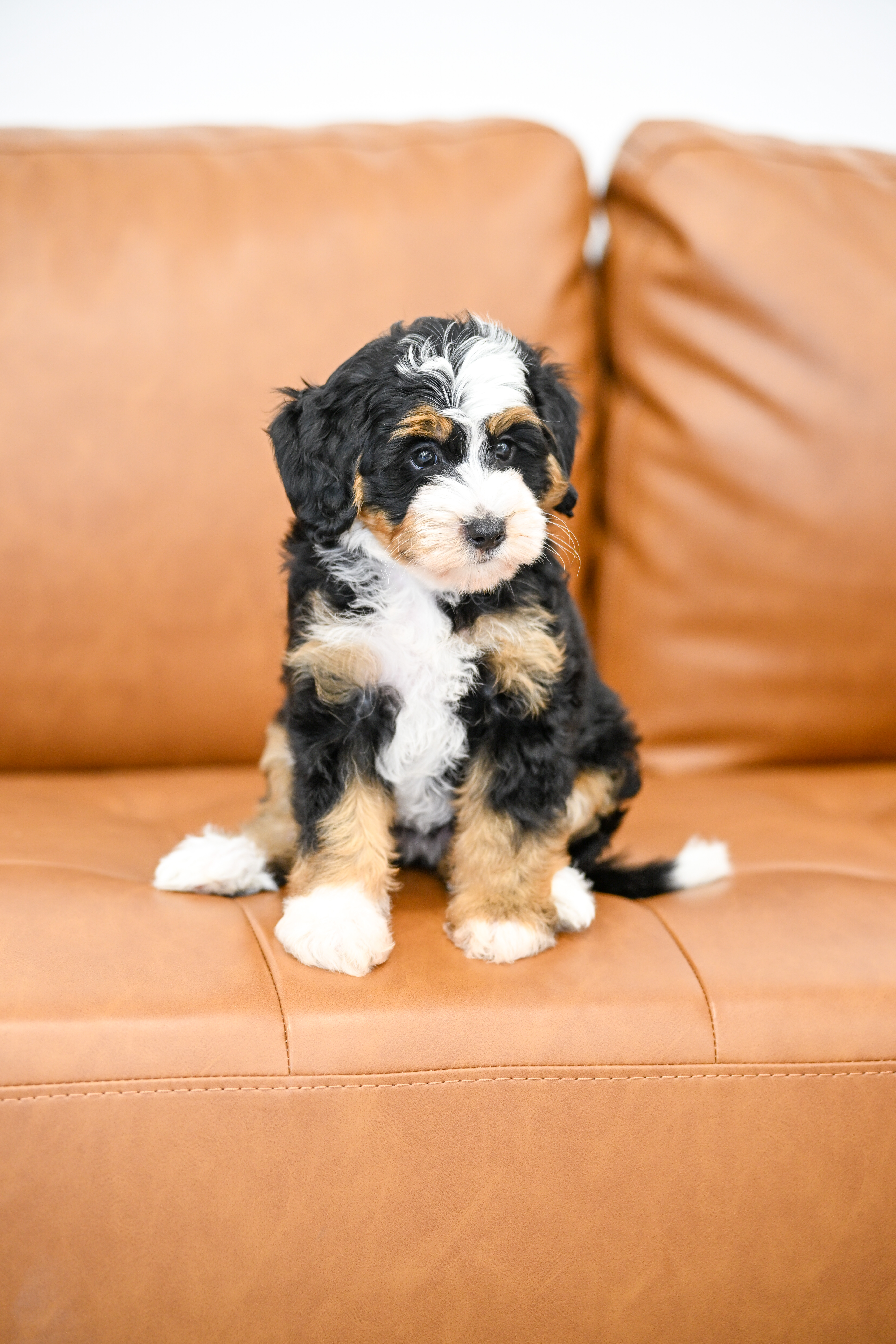 Bianca, Tri Colored, girl, Micro Bernedoodle, puppy at Down Home Doodle