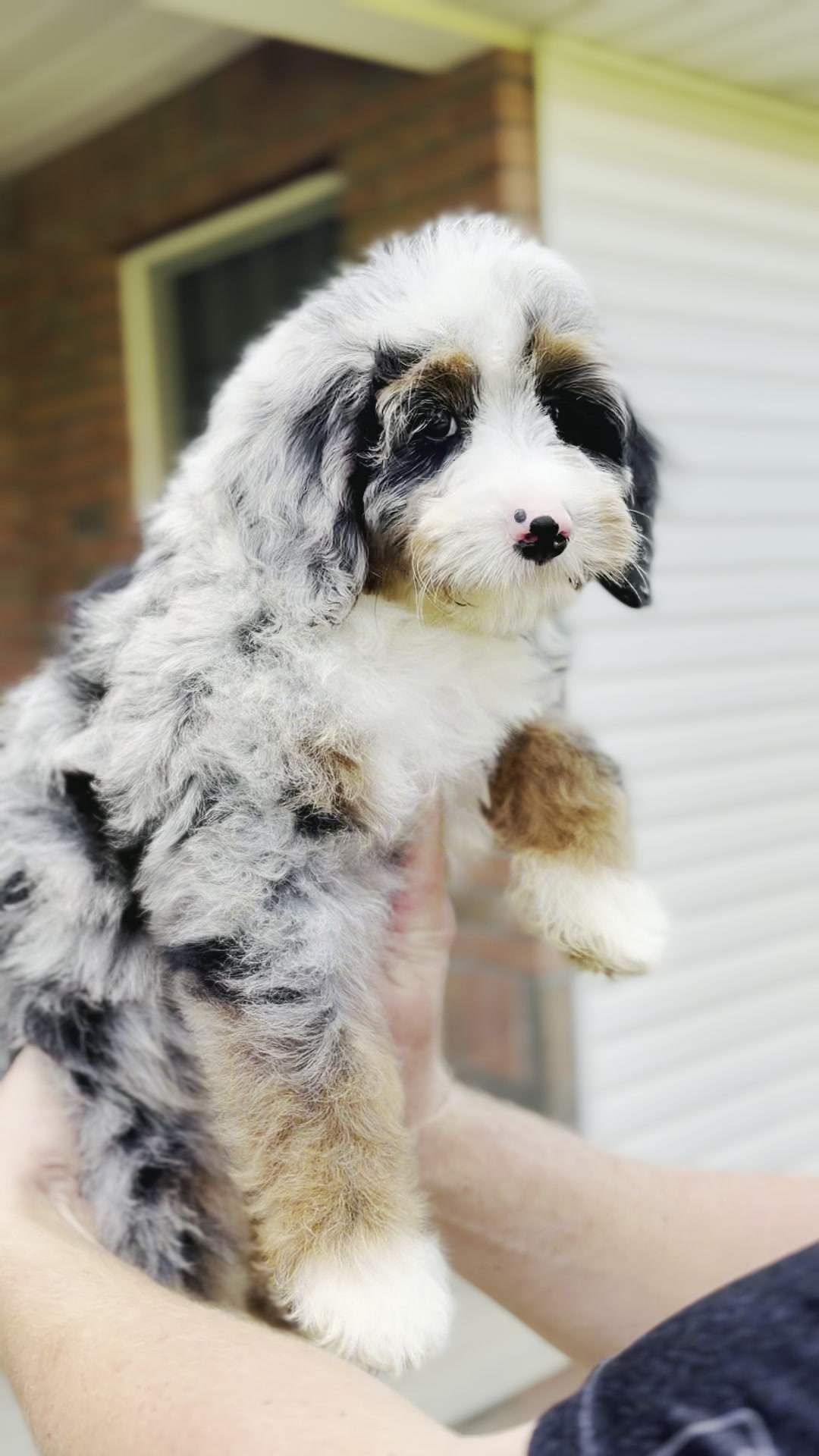 Skye, Merle Tri Colored Mini Bernedoodle puppy