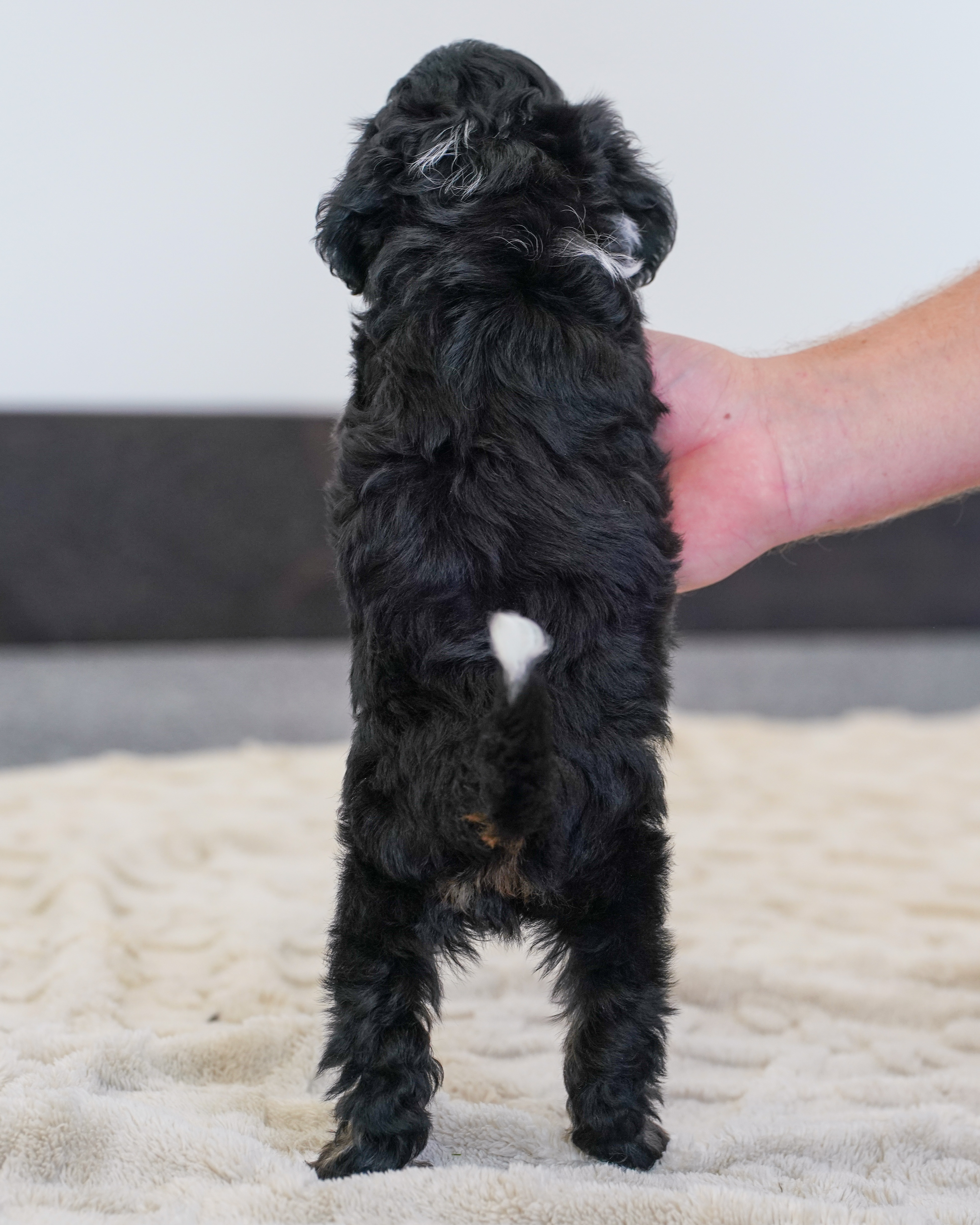 Coco, Tri Colored, girl, Micro Bernedoodle, puppy at Down Home Doodle
