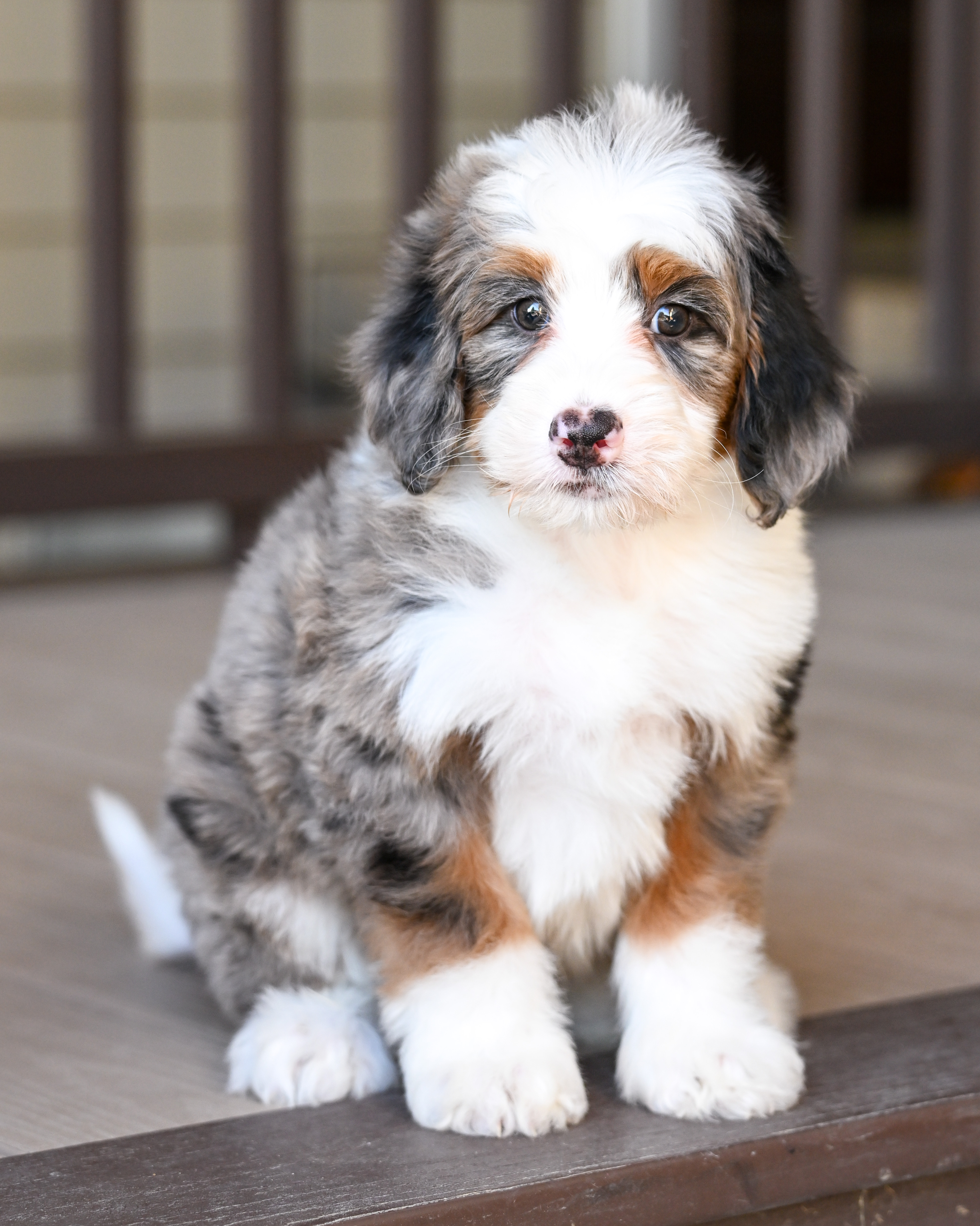 Bernie, Merle Tri Colored boy from the White House Litter