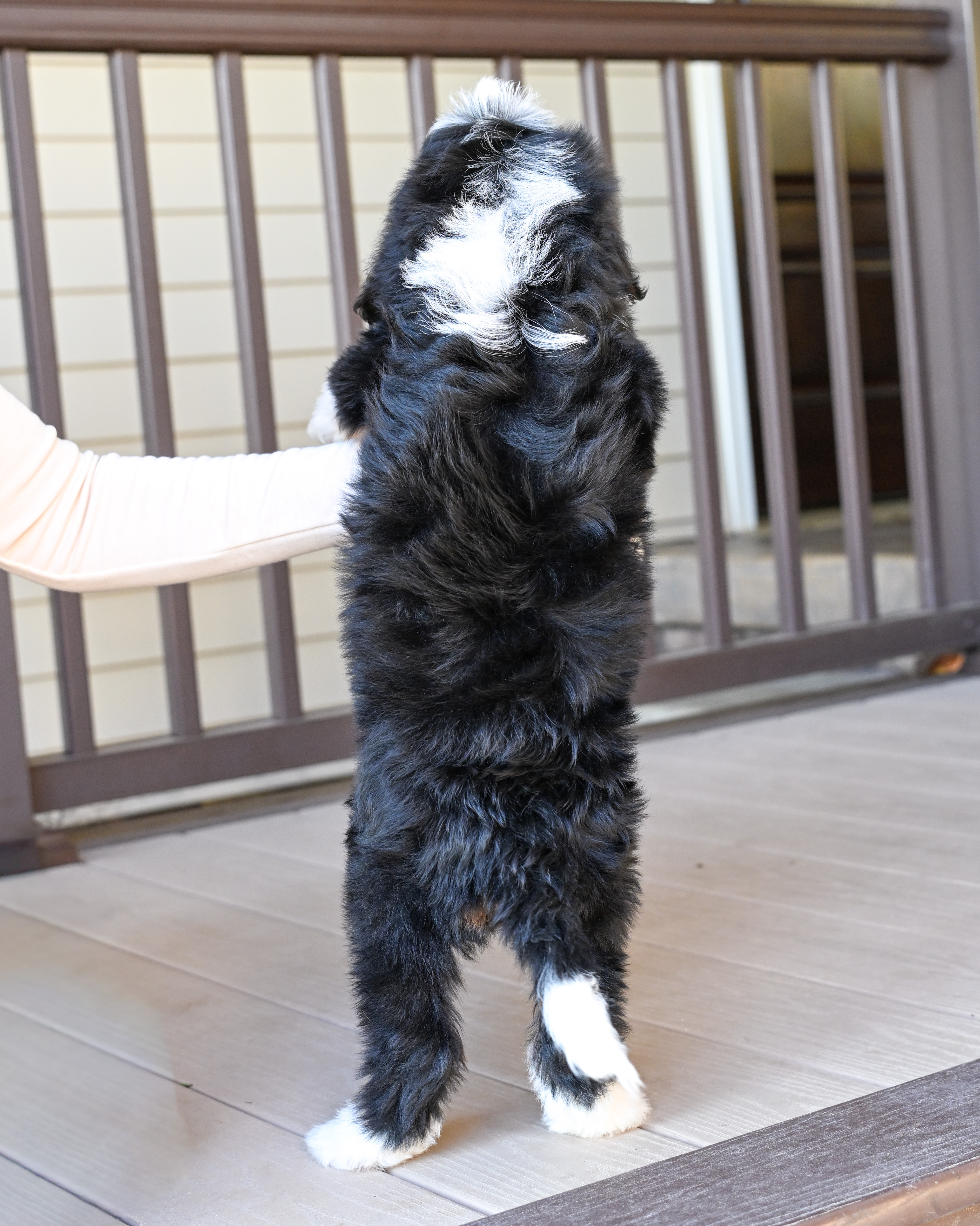Hillary, Tri Colored, girl, Mini Bernedoodle, puppy at Down Home Doodle