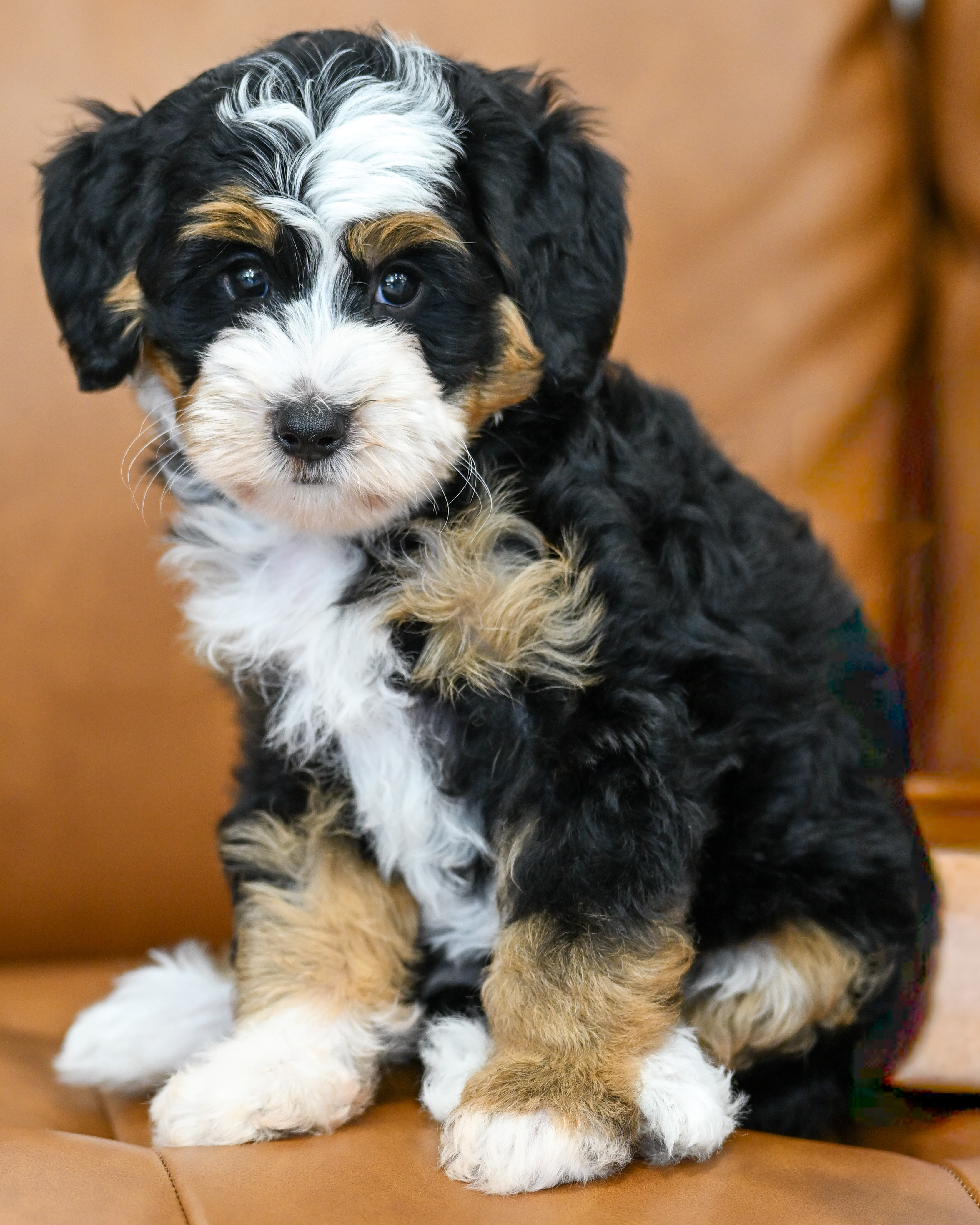 Bianca, Tri Colored, girl, Micro Bernedoodle, puppy at Down Home Doodle