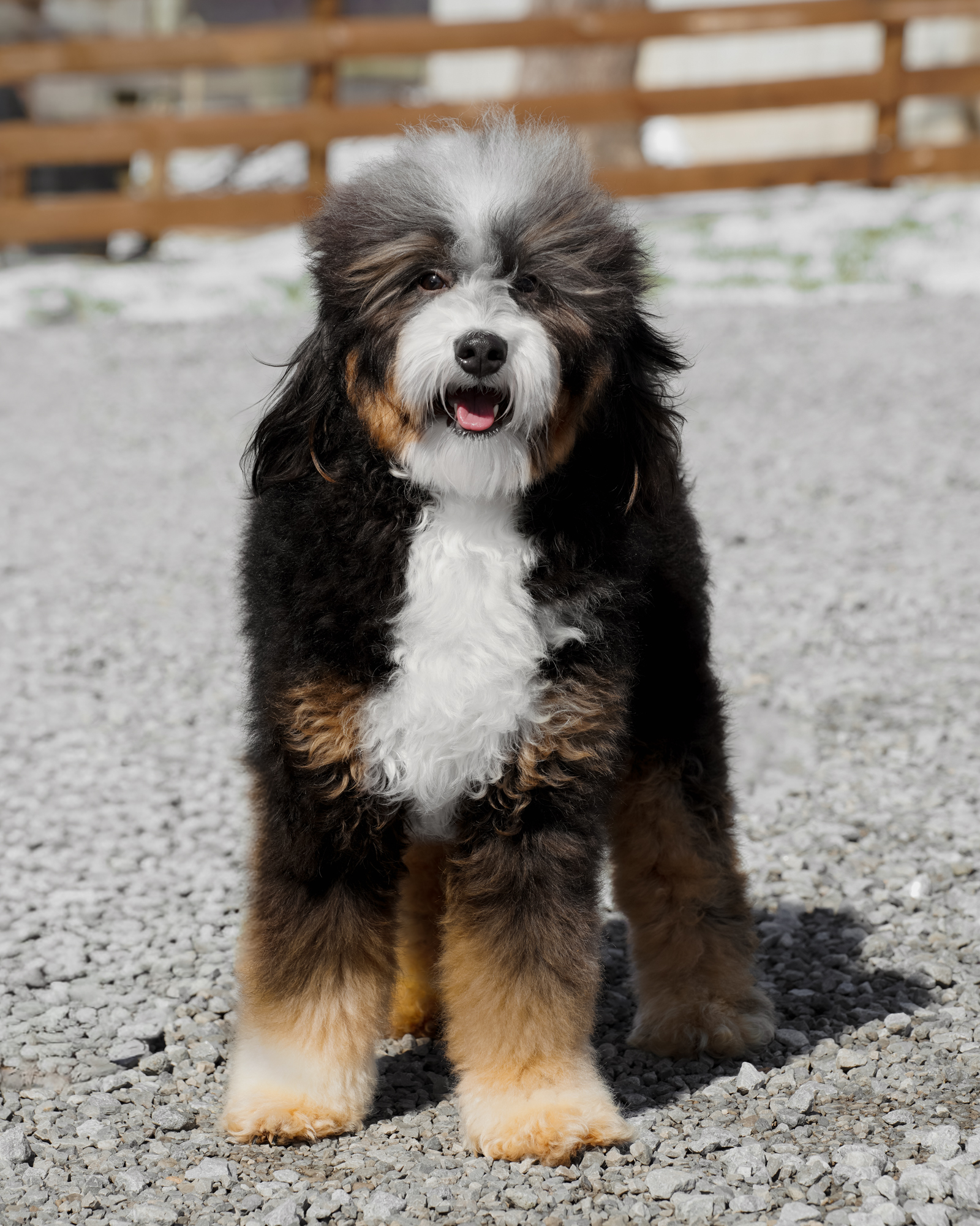 Our darling 25-pound Black Tri Micro Bernedoodle mom with vibrant tan points, a wavy coat, and a cuddly, lap-loving nature.