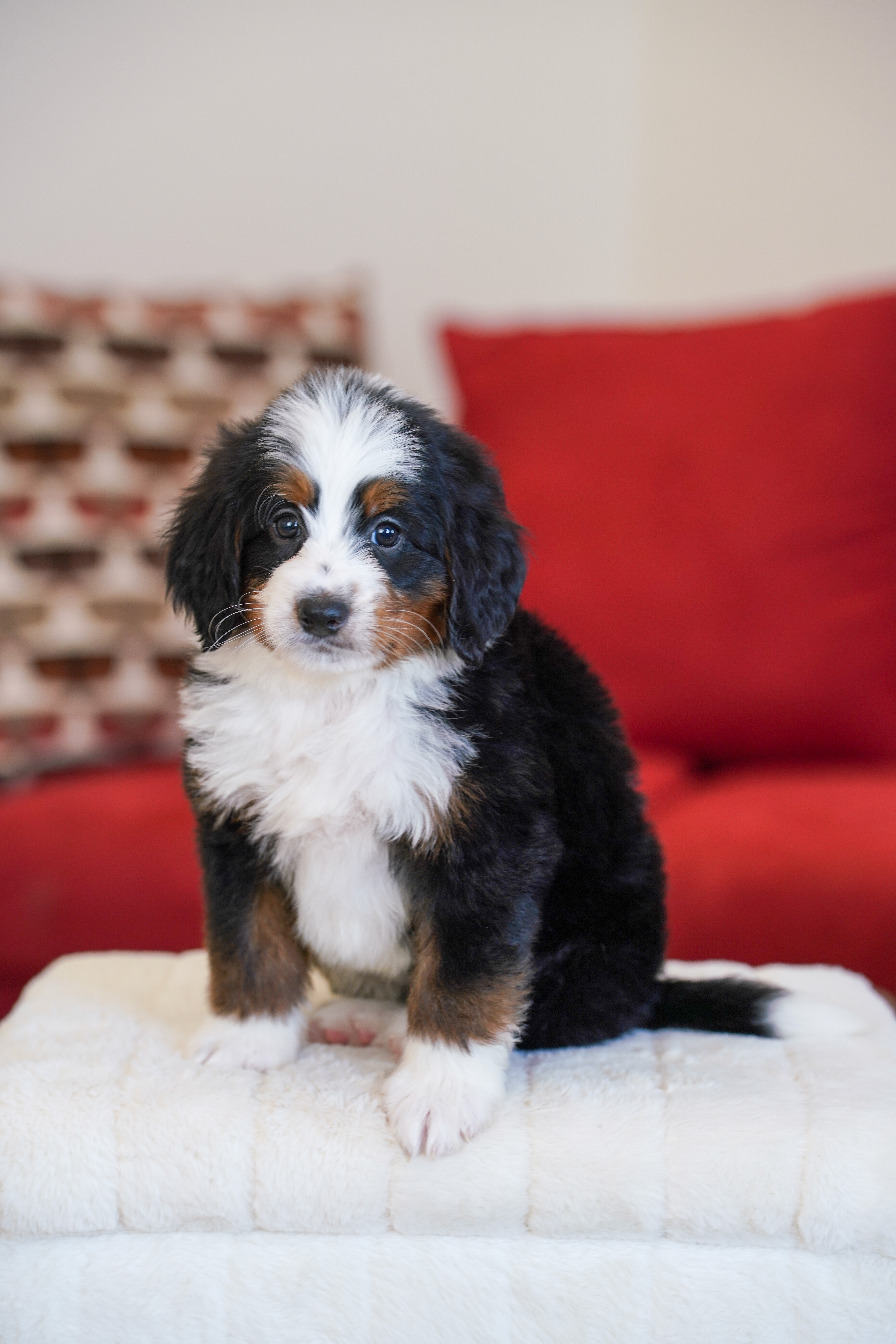 Trump, Tri Colored, boy, Mini Bernedoodle, puppy at Down Home Doodle