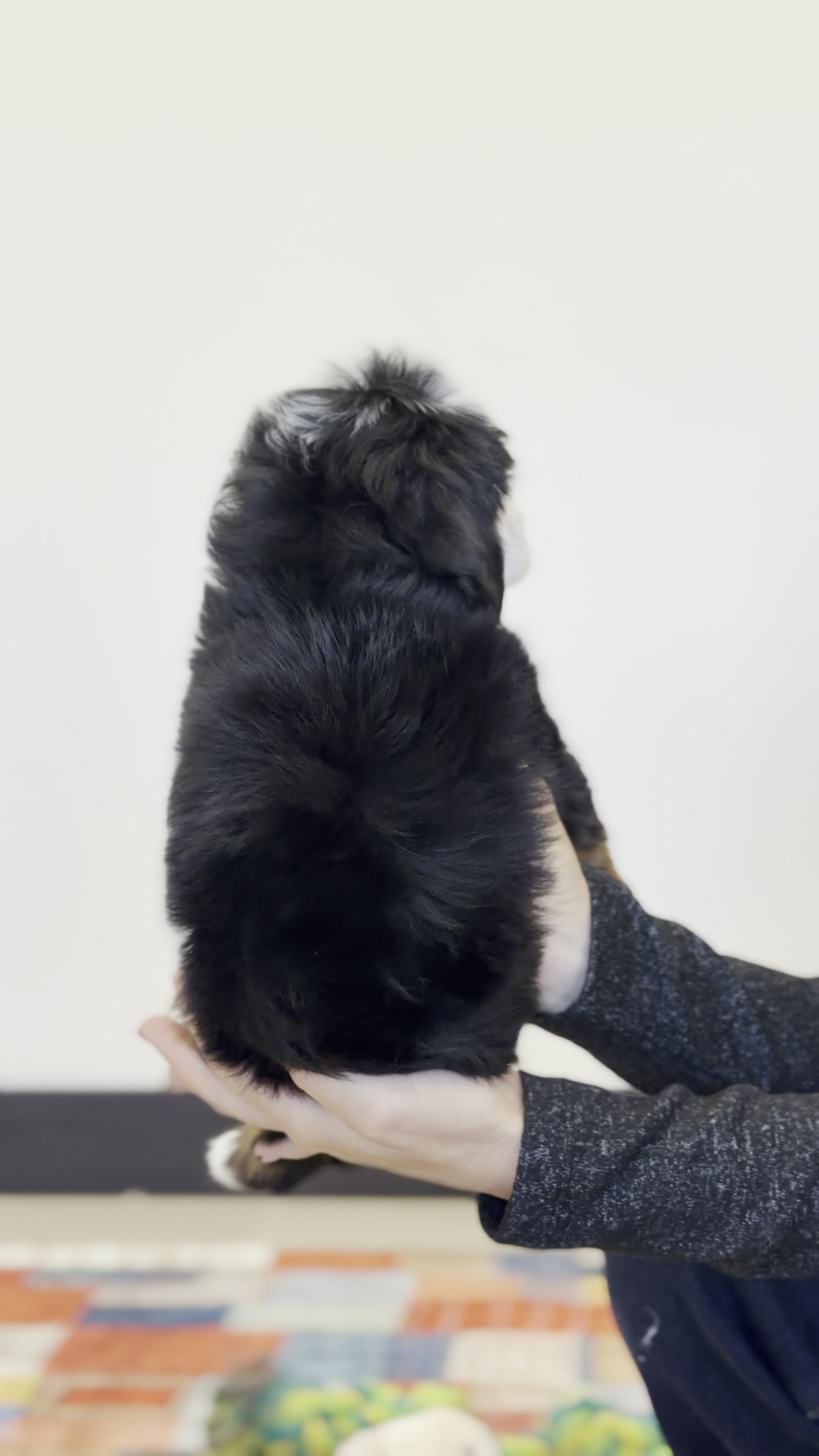Laurel, Tri Colored, girl, Mini Bernedoodle, puppy at Down Home Doodle