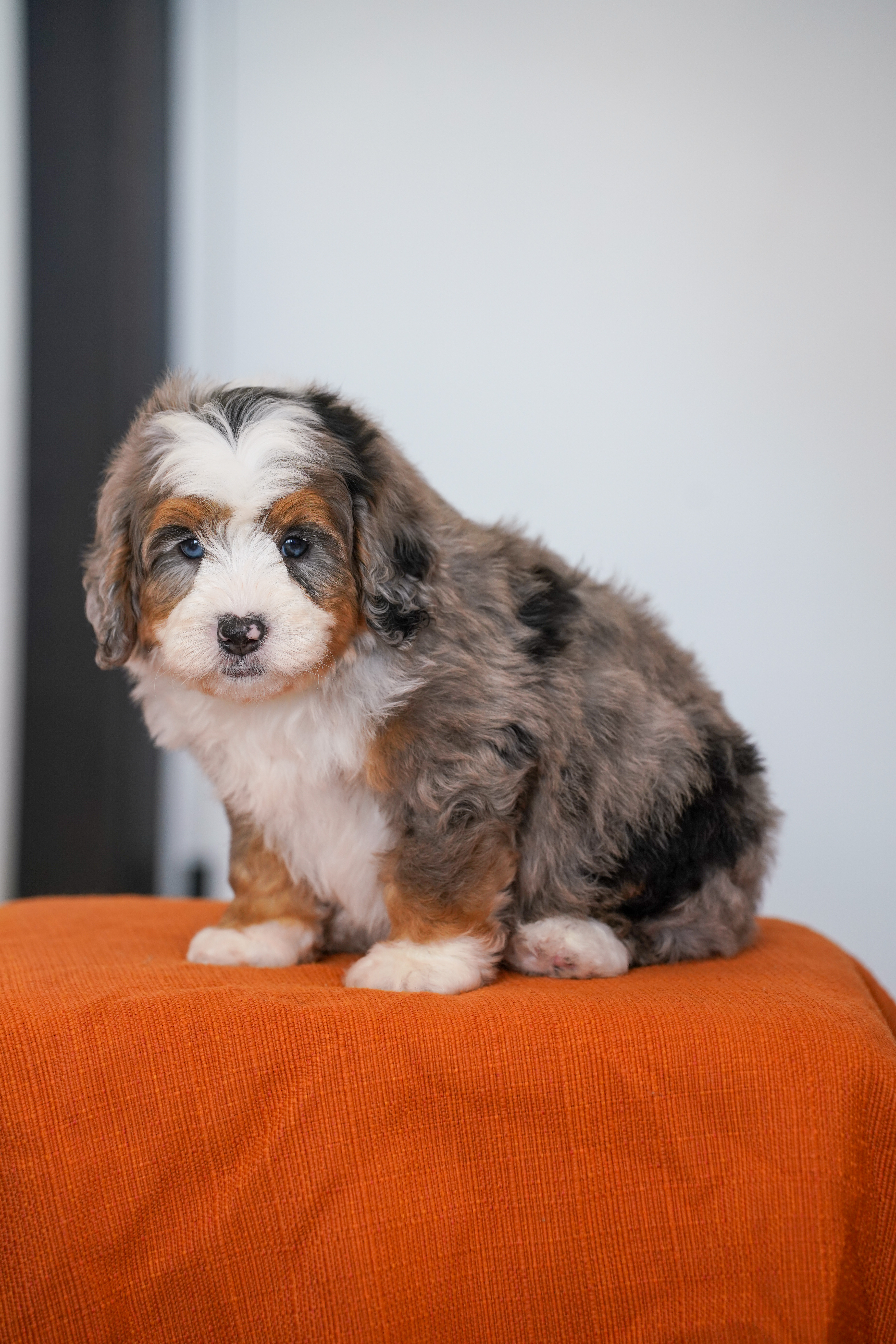 Eric, Merle Tri Colored, boy, Mini Bernedoodle, puppy at Down Home Doodle