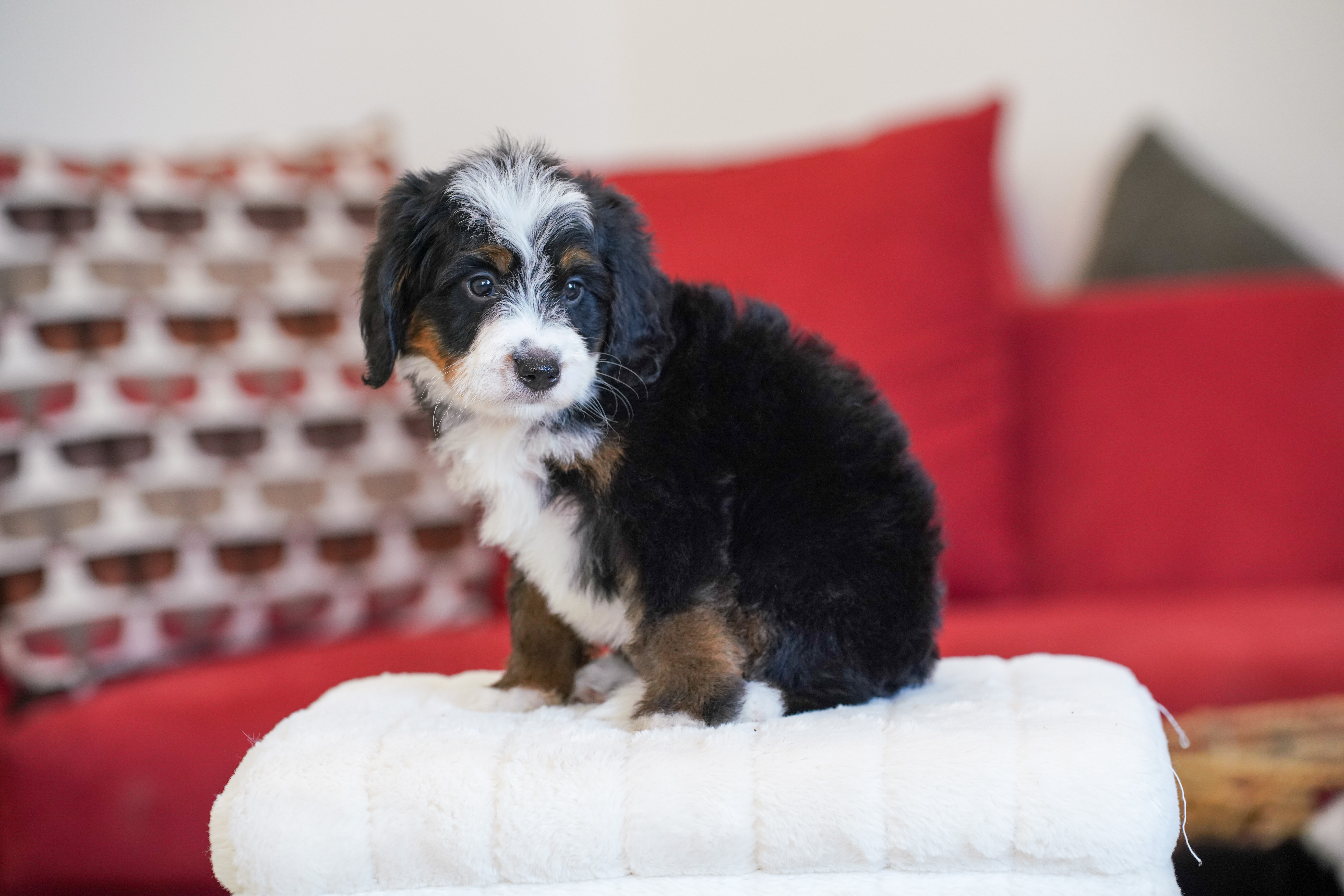Melania, Tri Colored, girl, Mini Bernedoodle, puppy at Down Home Doodle