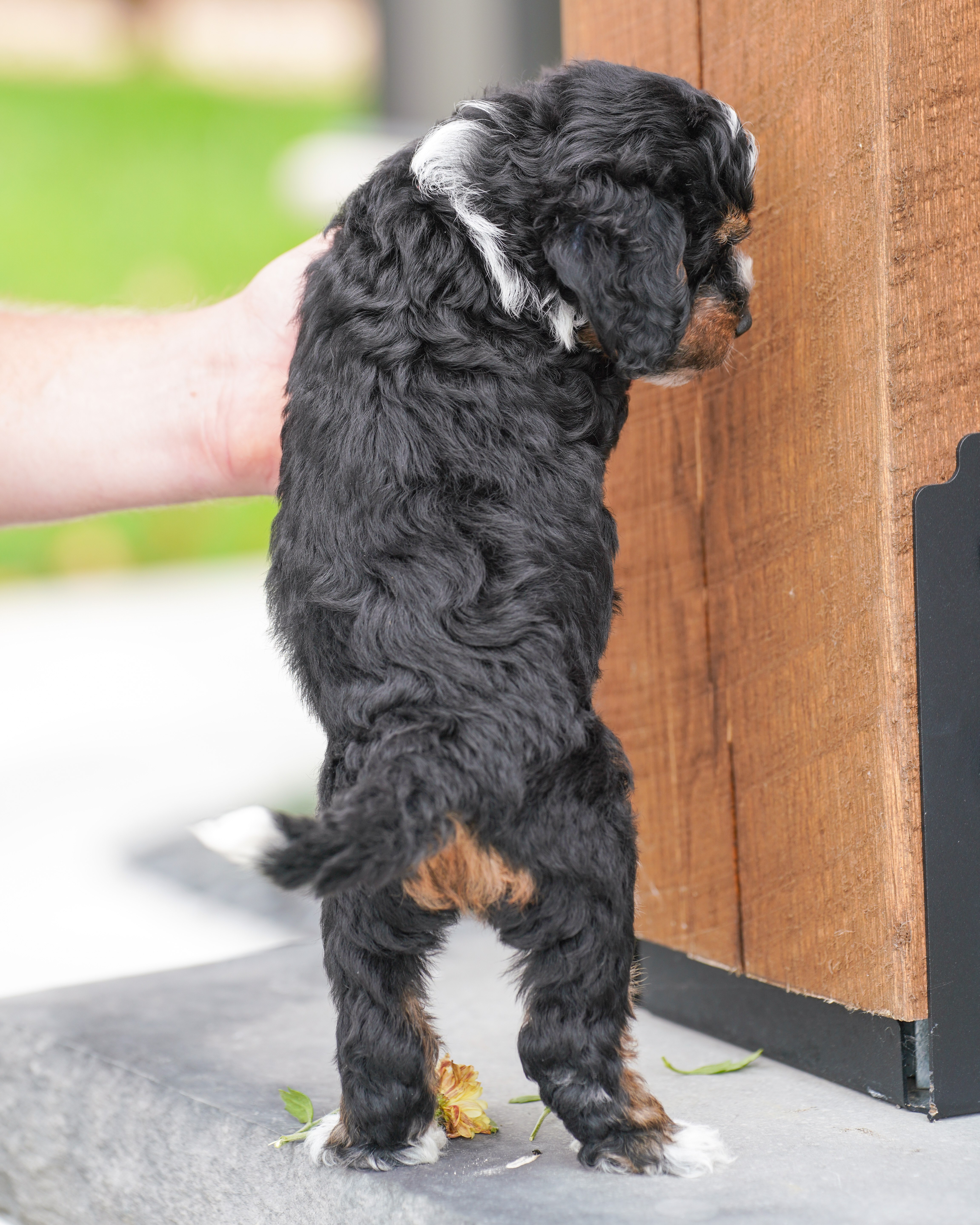 Peony, Tri Colored, girl, Micro Bernedoodle, puppy at Down Home Doodle