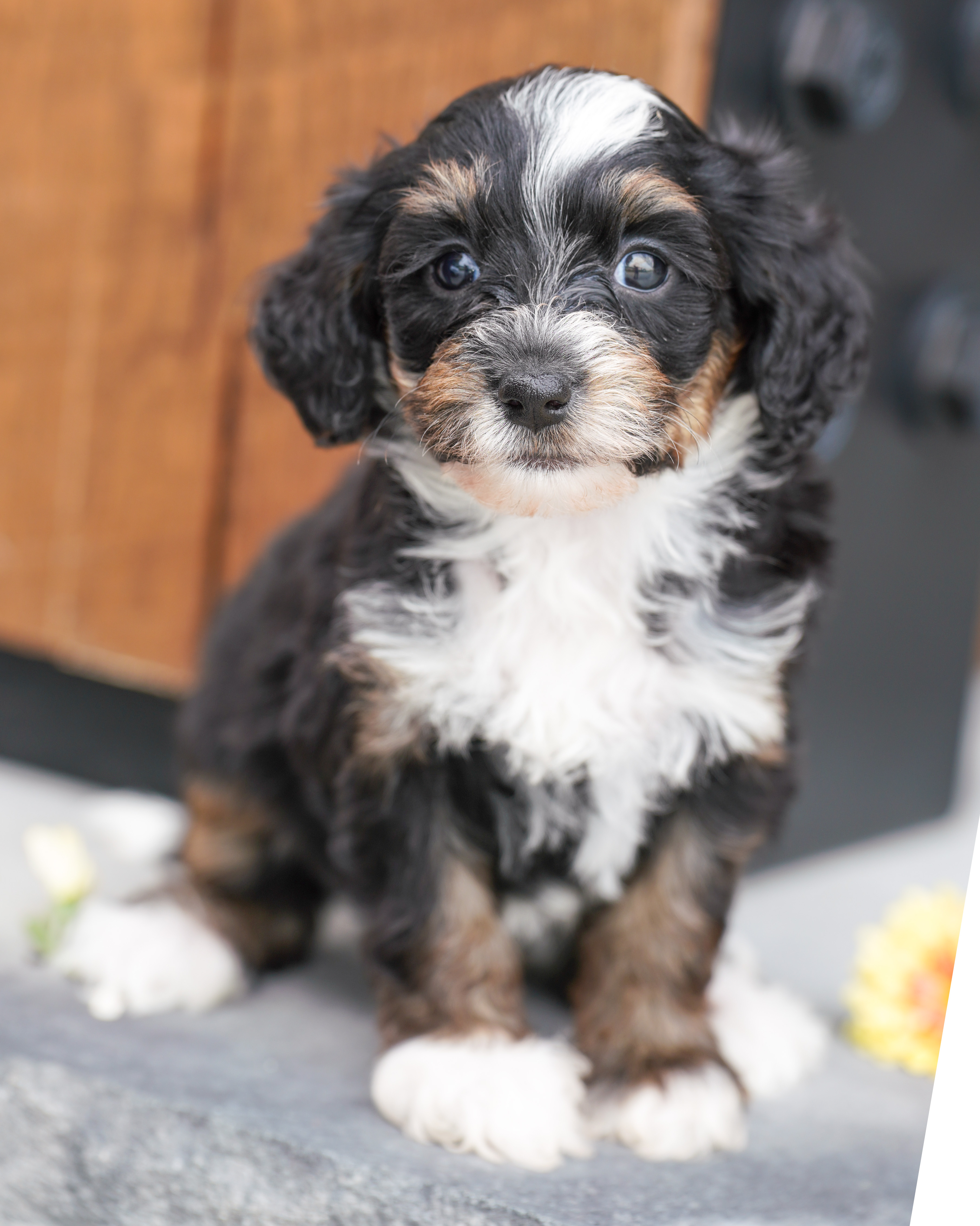 Santel, Tri Colored, girl, Micro Bernedoodle, puppy at Down Home Doodle