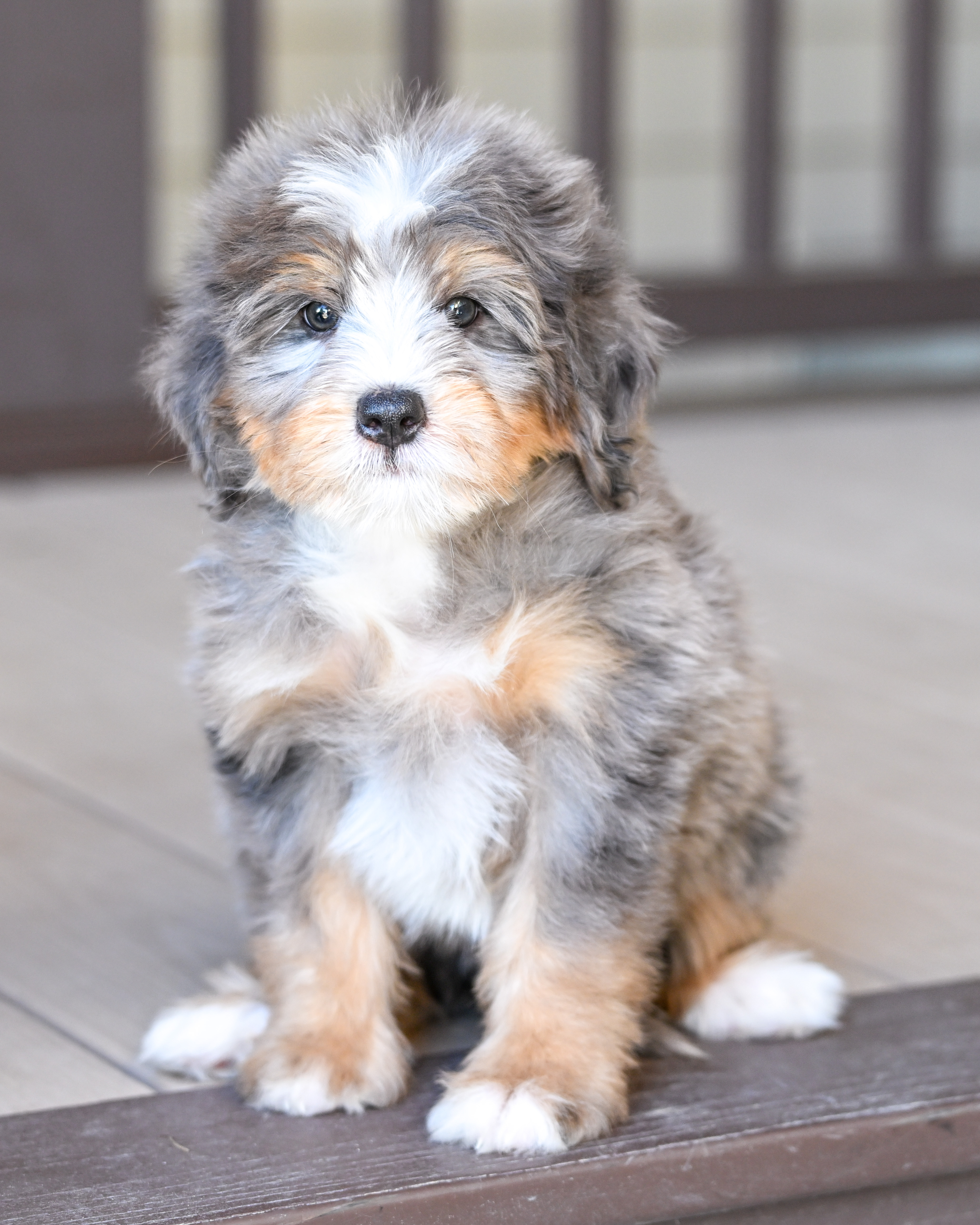 Kamala, Merle Tri Colored Mini Bernedoodle puppy