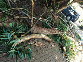 Grandes galhos seguem caindo em zona de caminhada