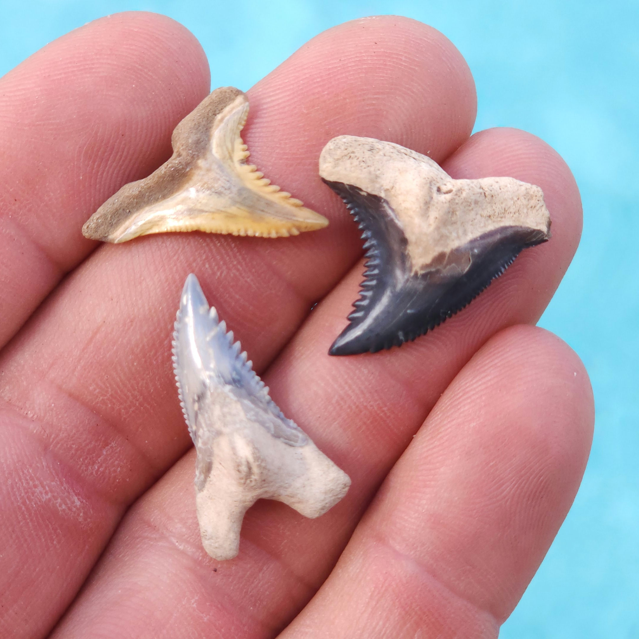 3 Hemipristis (Snaggle Teeth)