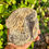 Thumbnail: Quality Whale Vertebrae - Florida Gulf - concrete sand can carefully be cleaned