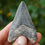 Thumbnail: Megalodon Tooth 2.828" - Florida Gulf
