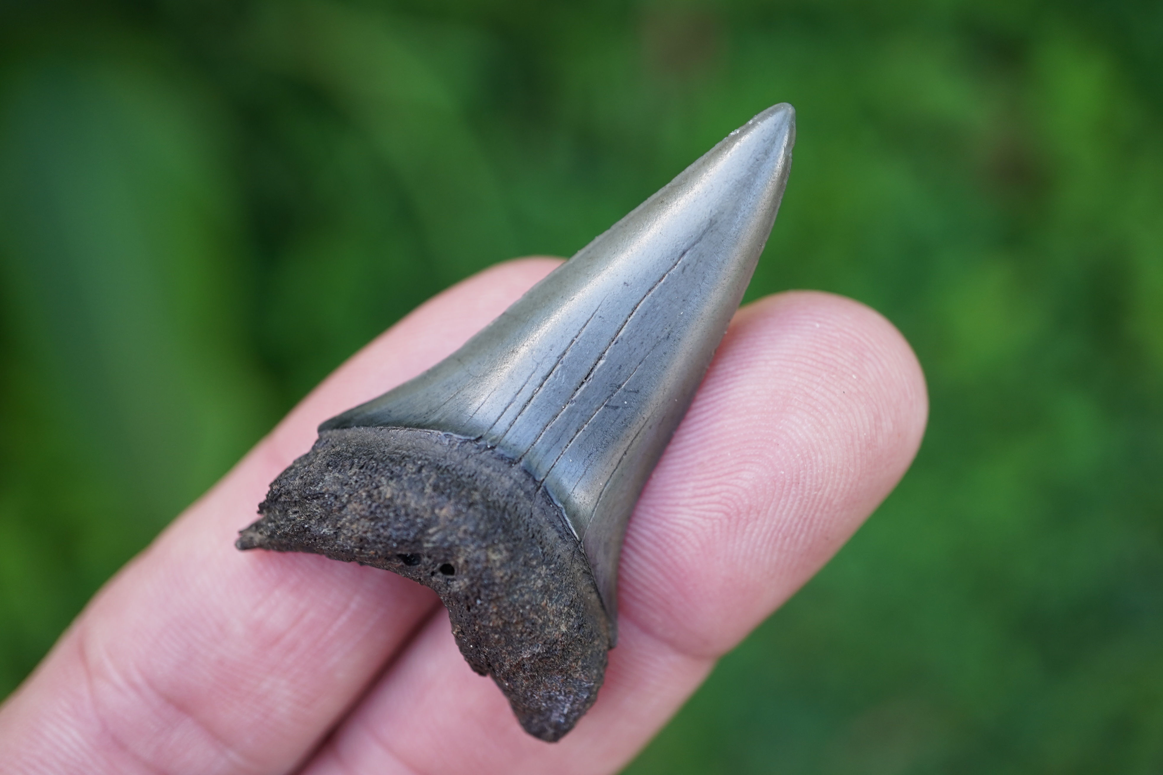 Mako (Hastalis) Shark Tooth 2.061" - Florida River